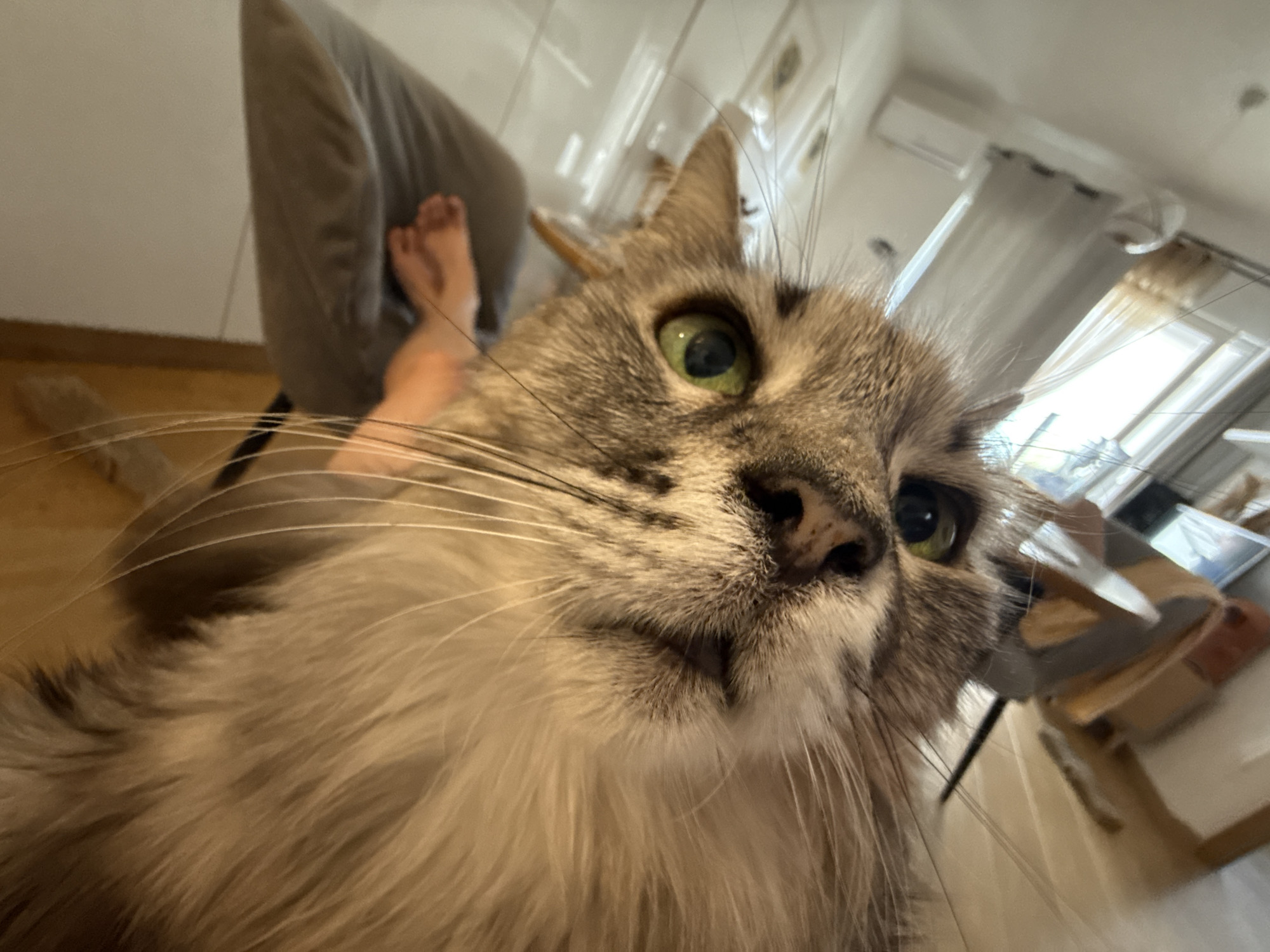 A close-up, low-angle photograph captures the face of a fluffy, grey and brown tabby cat with prominent green eyes and long white whiskers. The cat's face is central and dominant, looking slightly upwards and to the right, conveying a curious or engaged expression. Its nose is visible at the center of the frame, and its long, thick fur covers its chin and chest.
In the background, partially obscured by the cat's head and whiskers, a person's bare feet and lower legs are visible, resting on a grey upholstered sofa or chair. This suggests the cat is positioned very close to, or on the lap of, its owner.
The setting appears to be an indoor room, possibly a living area, with light-colored walls and a wooden floor. Bright natural light streams in from a window with white curtains, visible in the upper right background, indicating it is daytime. An air conditioning unit is mounted high on the wall in the distance. The overall atmosphere is relaxed and homely. No text is visible in the image.
