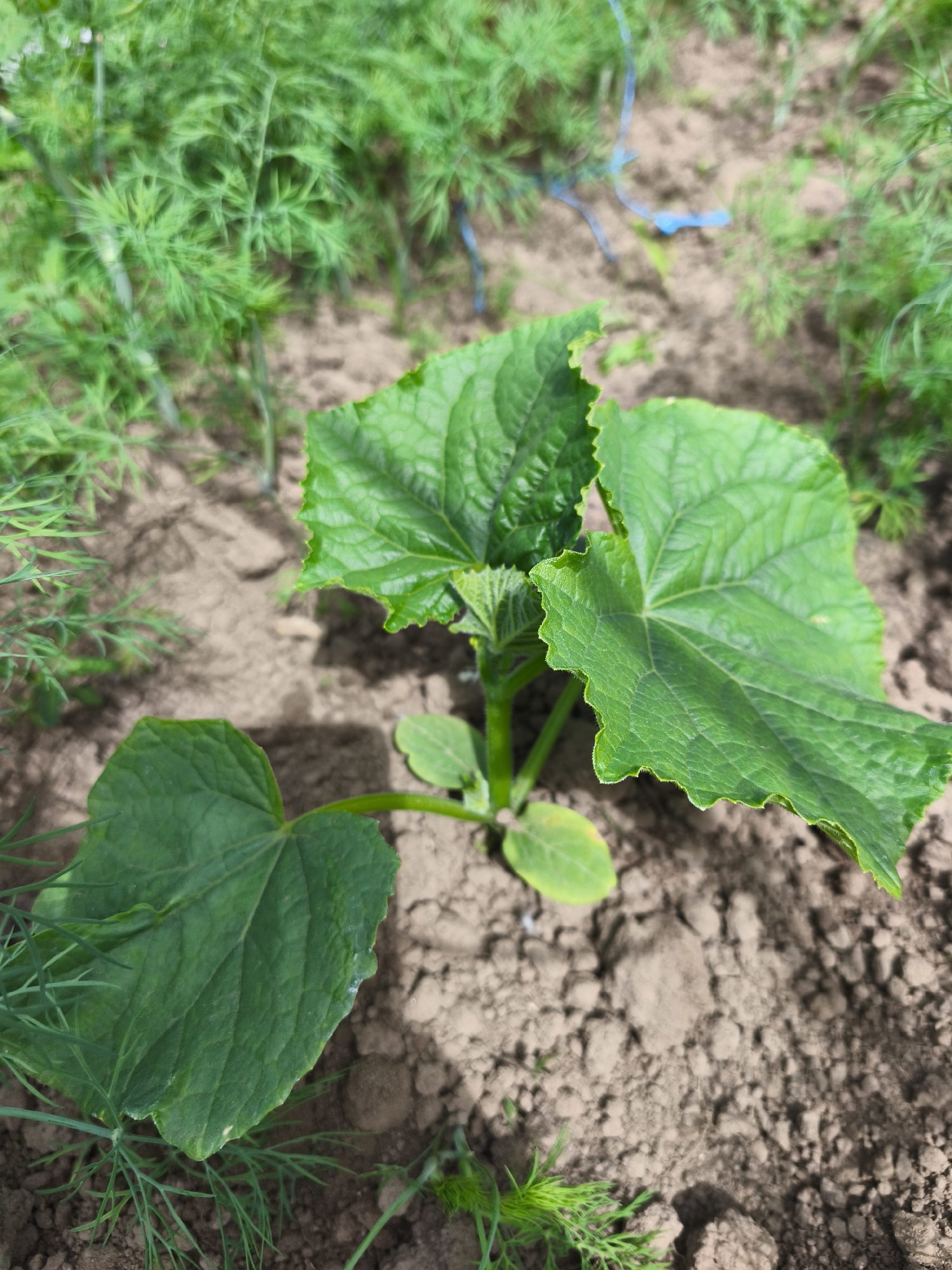 In Puchezh, Russia, a young cucumber plant grows in loose, brown soil. The plant has several large, green, heart-shaped leaves with ruffled edges and visible veins. Small, feathery green dill plants surround the base of the cucumber seedling. The background is blurred but suggests a garden setting with more greenery and some blue string tied to stakes. The lighting is natural, indicating an outdoor scene during the daytime.