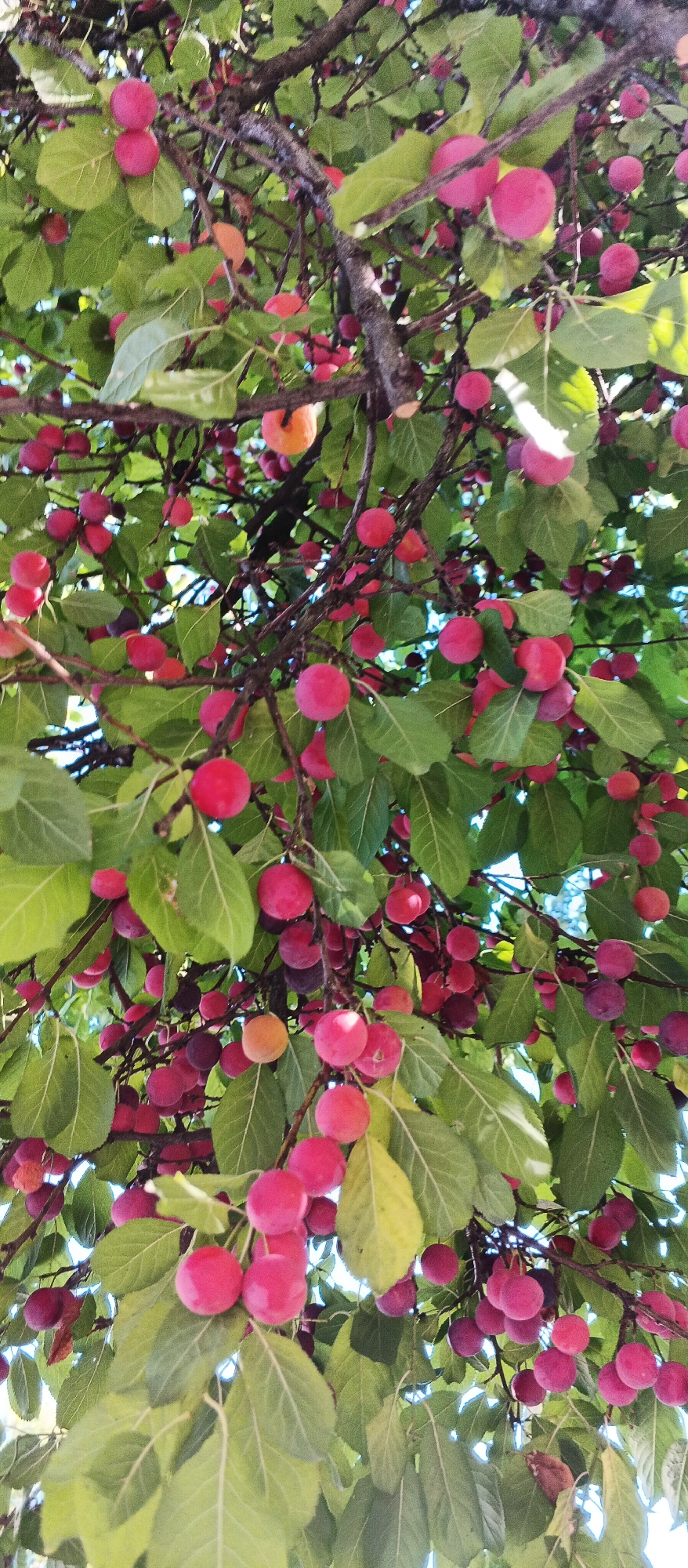 The image shows a close-up view of a plum tree laden with ripe fruit. The plums are predominantly a vibrant pink to reddish-purple color, with some appearing more orange or yellow, suggesting a variety of ripeness or types. They are clustered densely on thin branches, interspersed with green leaves. The branches themselves are rough and brown, indicative of a mature tree. Sunlight filters through the leaves and fruit, creating highlights and casting subtle shadows. The background is a soft blur of green leaves and hints of sky blue. No people are visible in the image. The scene is a natural outdoor setting, consistent with a garden or orchard. There is no specific visual information in the image that allows for the precise identification of its location within Mukachevo, Ukraine.
