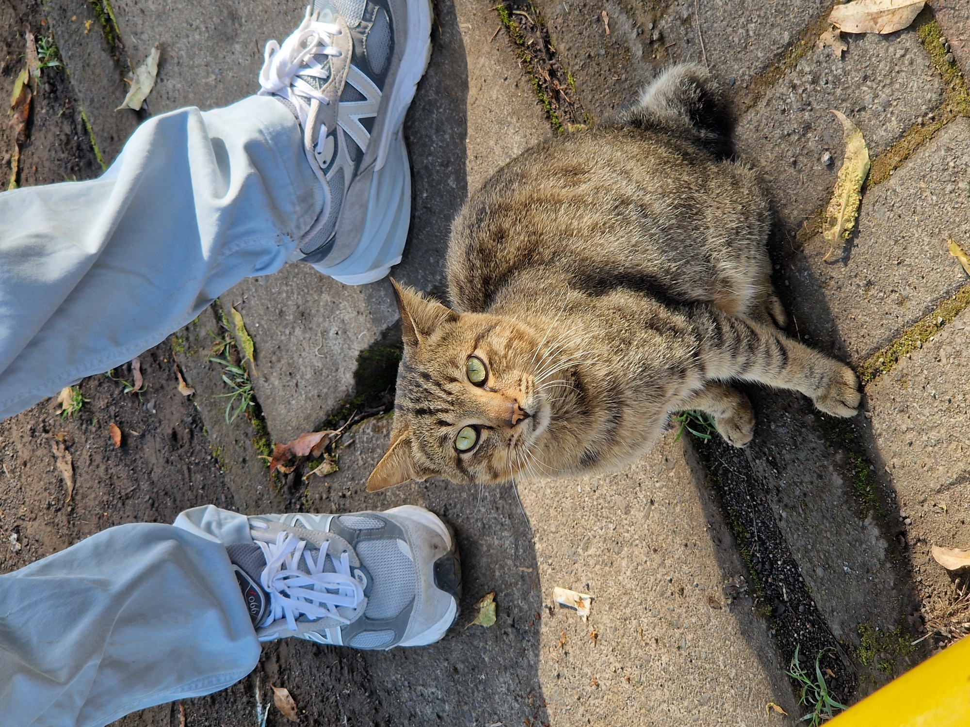 The image shows a tabby cat lying on a sidewalk next to a person's feet. The person is wearing light blue pants and gray New Balance sneakers with white laces. The cat is looking up at the camera with green eyes. The sidewalk is made of concrete and is covered in leaves and moss. The location is Unknown, Indonesia.