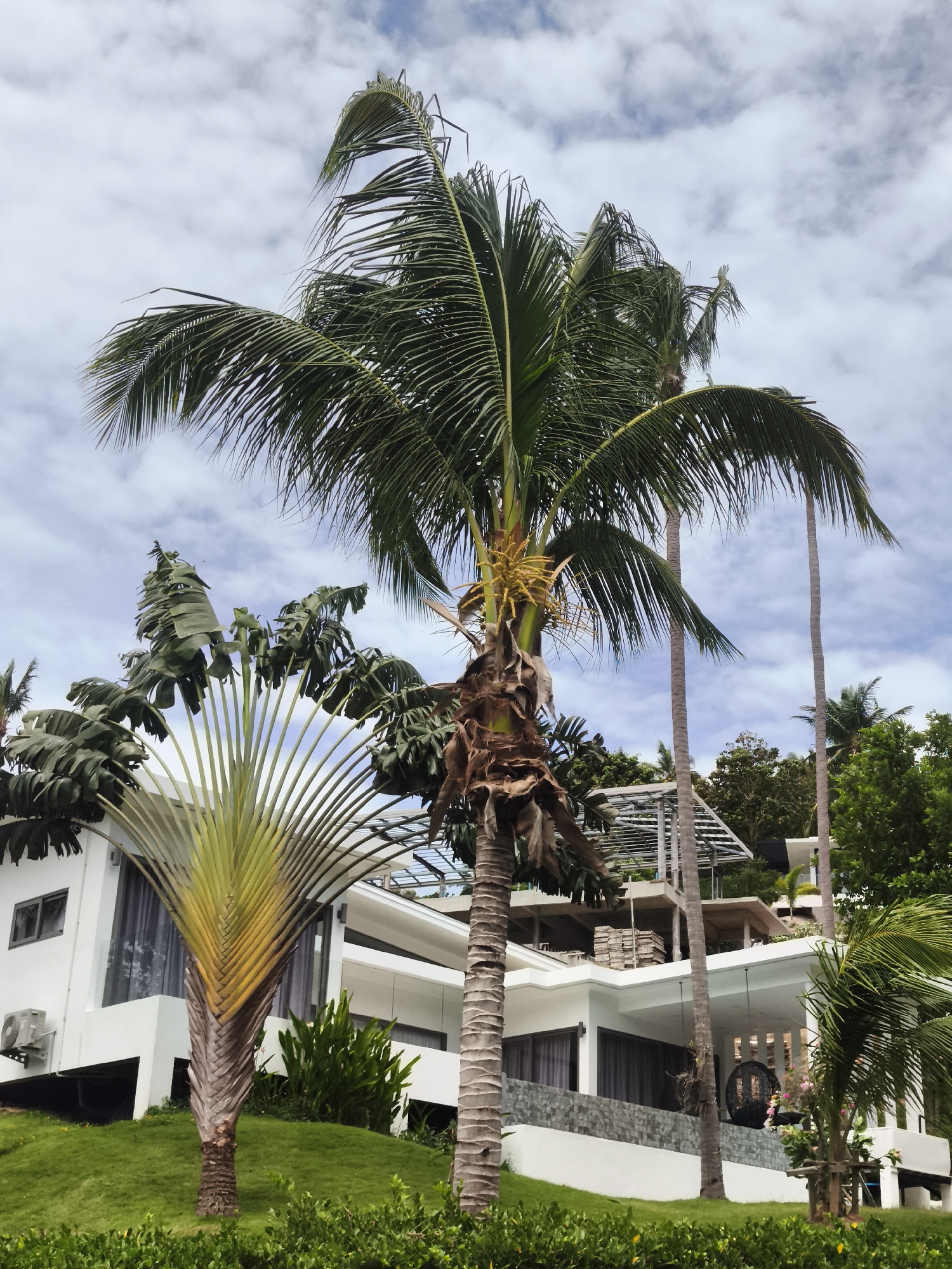 A tropical scene unfolds with a modern white house built on a grassy slope. Dominating the foreground are several palm trees, including a tall coconut palm with a cluster of yellow fruit and a traveler's palm with its fan-like fronds. The house features multiple levels, large windows, and an open-air covered area. Beyond the immediate structure, more lush green vegetation and trees are visible, suggesting a verdant and possibly hilly landscape. The sky is partly cloudy with a mix of blue and white. The overall impression is one of a luxurious, tropical residence. This scene is consistent with the aesthetic found in resort areas and private villas on the island of Ko Samui, Thailand, known for its pristine beaches and upscale accommodations.