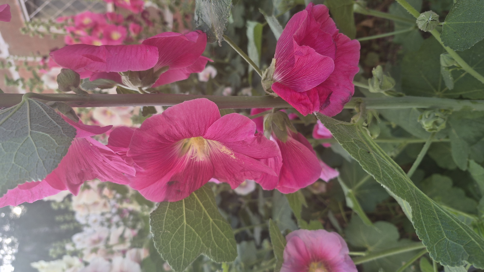 The image shows a close-up of pink hollyhock flowers and leaves. The flowers are vibrant pink with some showing yellow centers. The leaves are large, green, and have a textured surface. In the background, there are more hollyhocks in various shades of pink and white, as well as some greenery and what appears to be a brick wall with a window. The lighting suggests it might be late afternoon or early morning due to the soft light and some dappled shadows.
The metadata of the image indicates that it was taken in Novosibirsk, Russia. The scene depicts a garden or a decorative planting of hollyhocks, commonly found in residential areas, parks, or public spaces. There are no people or animals visible in the image. The overall impression is that of a botanical setting within an urban environment.