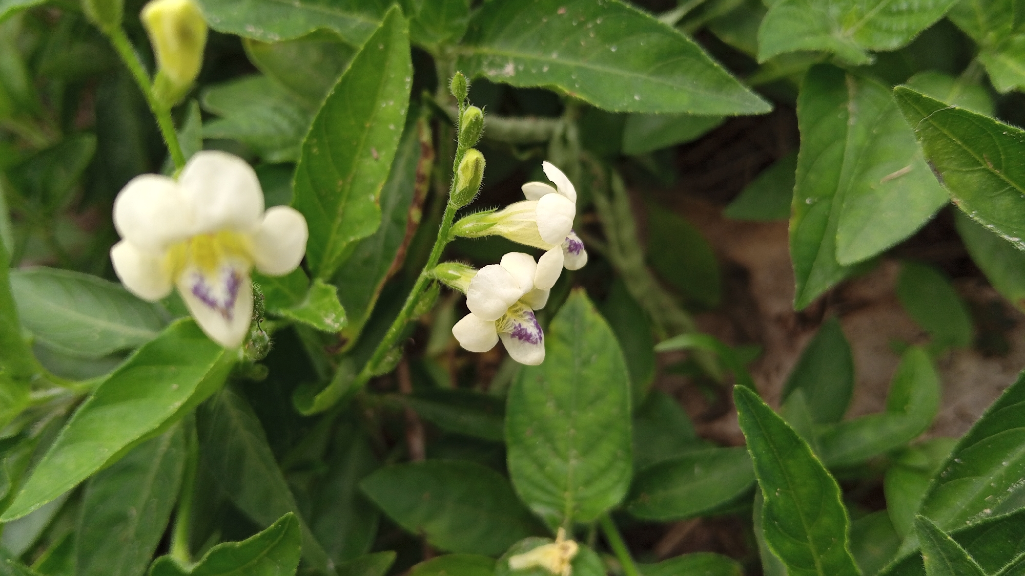 The image shows a close-up of several white flowers with purple markings in the center, surrounded by green leaves. Some of the flowers are fully open, while others are in bud. The background is filled with more green leaves and hints of the surrounding vegetation. The image was taken in Meunasahdayah, Indonesia.