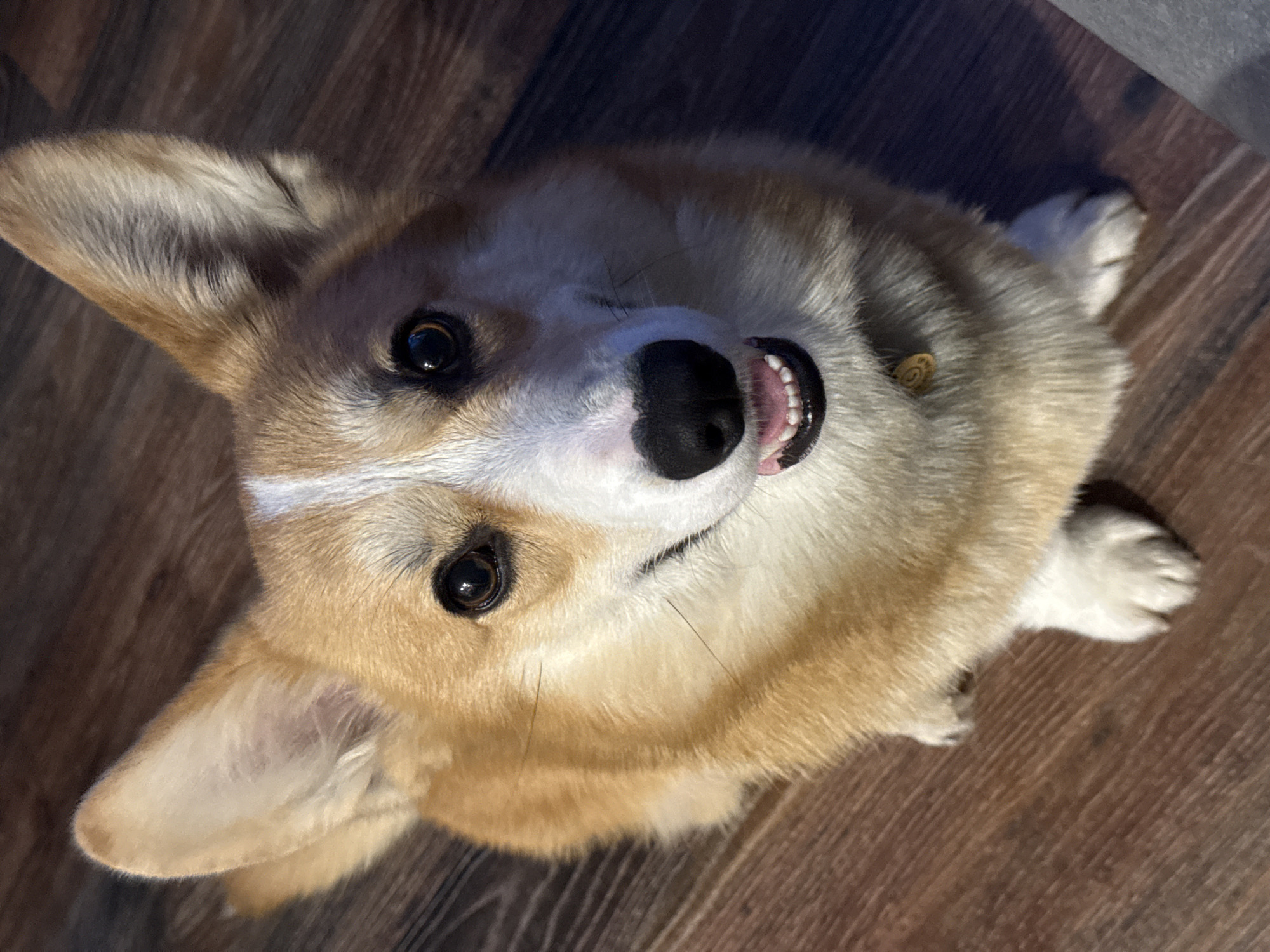 A corgi dog is sitting and looking up at the camera. The dog has tan and white fur, erect ears, and a black nose. The background is a brown wood floor. The dog is wearing a collar. The location is unknown.