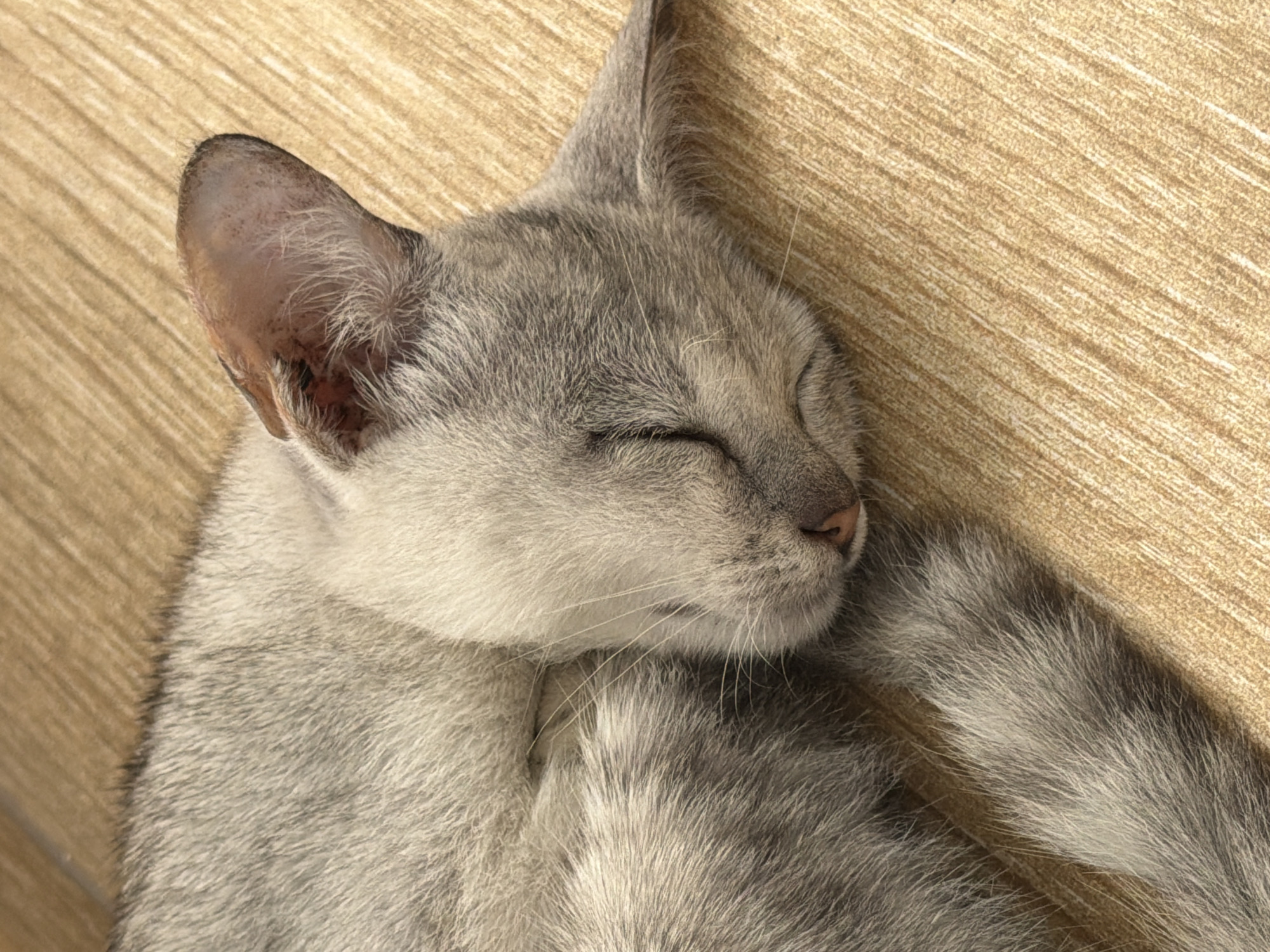 This close-up, high-angle shot features a light grey or silver tabby cat deeply asleep. The cat is curled up, with its eyes closed, indicating a state of peaceful rest or sleep. Its soft fur is prominent, showing various shades of grey, silver, and white, with subtle tabby markings visible on its head and body. A delicate pink nose and white whiskers are clearly visible on its face. The cat's left ear is also visible, showing fine internal hairs and a slightly mottled, pinkish-brown skin tone.
The background consists of a textured surface, likely wood or a ceramic tile with a wood-grain pattern. It is a warm, light brown or beige color, with parallel lines suggesting a brushed or striated texture. The lighting appears soft and natural, casting subtle shadows that highlight the cat's fur and the texture of the surface. No specific location cues are visible within the image itself, other than the cat resting comfortably on what seems to be an indoor or shaded outdoor surface. The image conveys a sense of tranquility and comfort. There is no visible text.