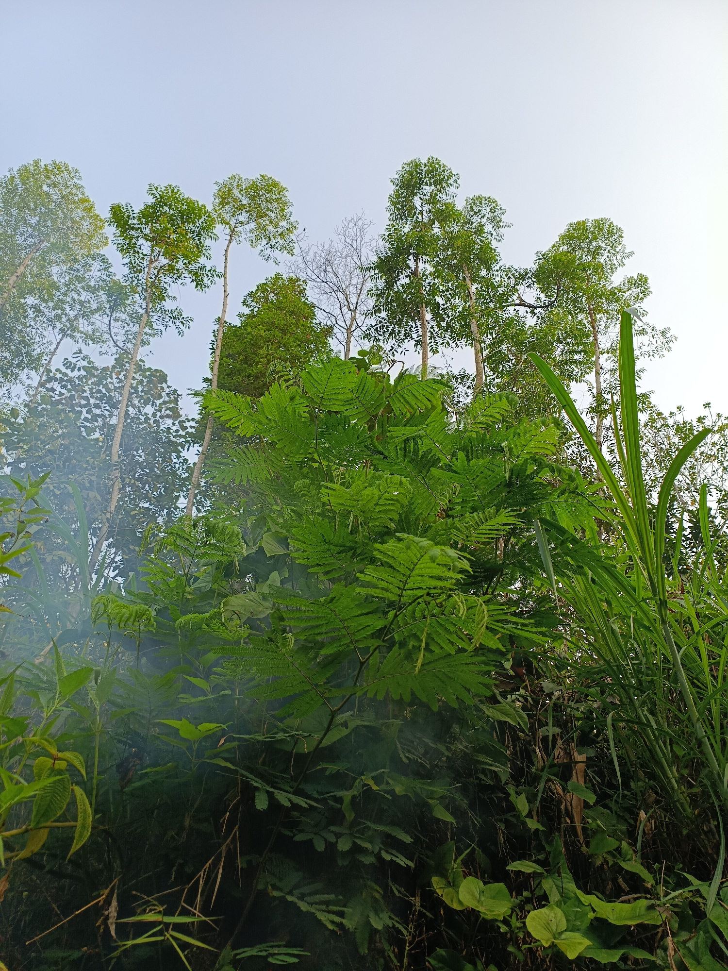 The image is a low-angle shot of dense vegetation and tall trees against a pale sky. In the foreground, a large, leafy plant with feathery leaves dominates the center-left of the frame. To the right, tall, grassy stalks stand prominently. Wisps of smoke are visible rising from the lower left portion of the image, partially obscuring some of the foliage. In the background, several tall, slender trees with full canopies of green leaves reach towards the sky. One of the trees in the background appears dead or bare, with only branches visible. The overall scene depicts a natural, possibly rural environment. The location is identified as Cikalongwetan, Indonesia. There are no people or animals visible in the image.