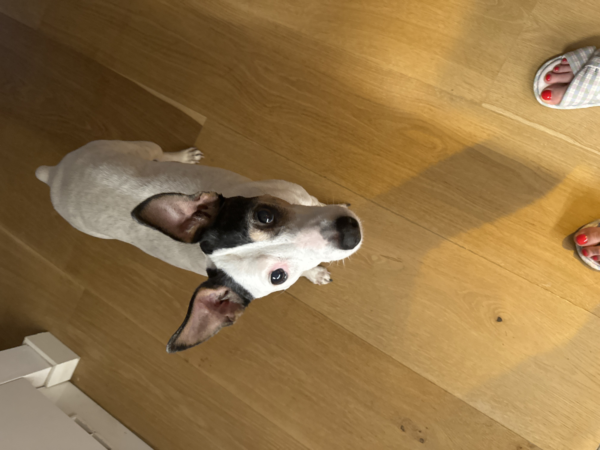 A tan and white Jack Russell Terrier looks up at the camera from a hardwood floor. The dog is in focus, with its body angled away from the viewer, and its head turned to face the camera. Its ears are perked up, and its eyes are wide and dark. The dog's snout is black and has a pinkish tinge.
In the lower right corner of the frame, a pair of feet wearing plaid slippers are visible. The toenails on the visible foot are painted red. The floor is made of light-colored wooden planks. A sliver of white baseboard and cabinetry is visible in the upper left corner of the image, suggesting an indoor setting, possibly a kitchen or living area. The lighting suggests an indoor environment.
The scene does not contain any identifiable landmarks or features that would place it specifically in Murcia, Spain. It is a general indoor domestic scene.