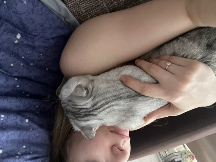 An indoor domestic setting within the city of Zvezda, Russia. A person, appearing female, is partially visible from the chin to the top of the head and the right upper arm and shoulder. Her left hand, adorned with a ring featuring a clear, solitary stone on the ring finger, is cradling a light grey tabby cat with dark stripes. The cat's head is nestled against the person's right shoulder and neck. The background on the left shows a dark brown upholstered surface, while the right side displays a blue fabric patterned with white speckles.