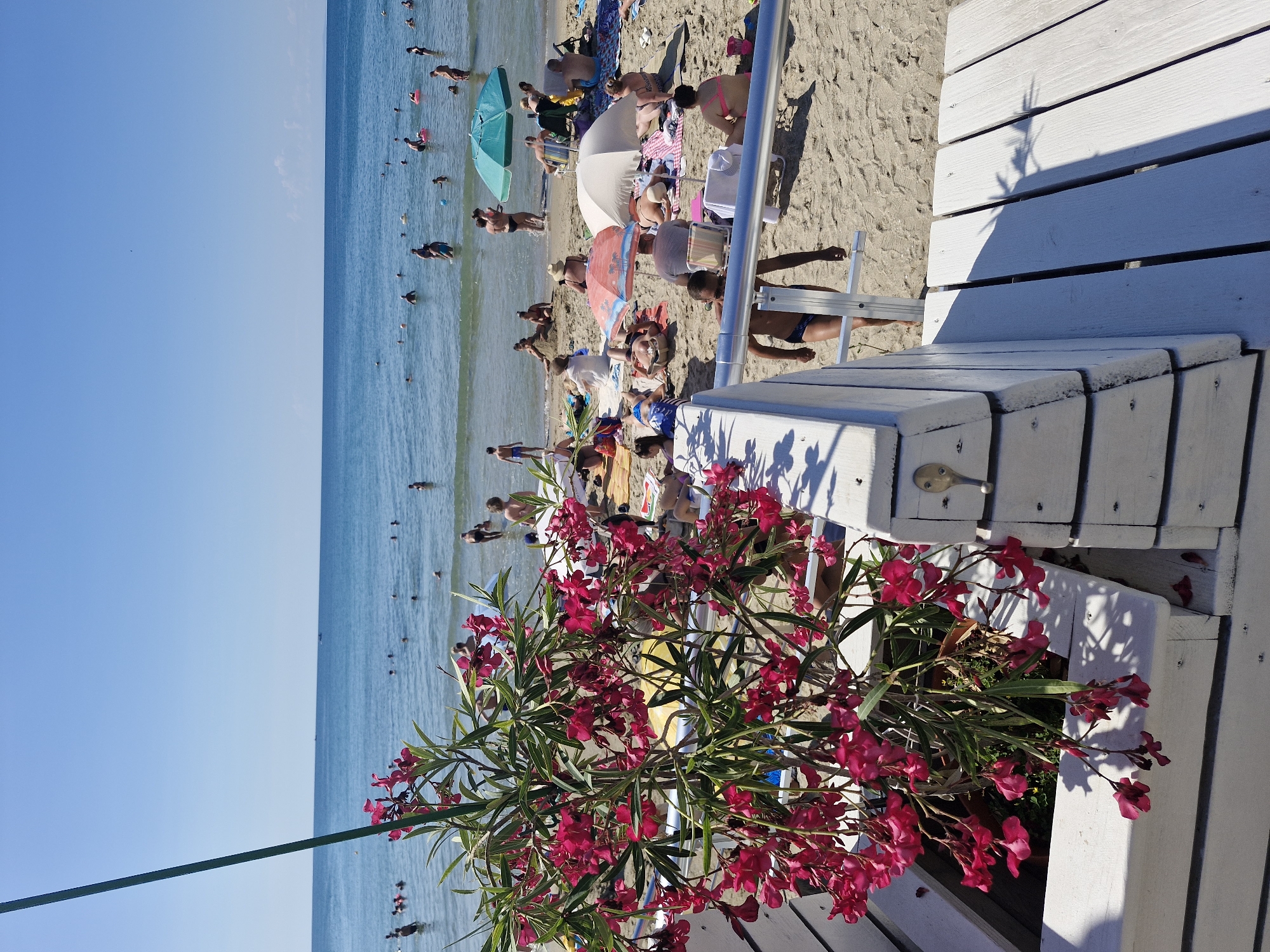 This image depicts a sunny day at a beach in Sveti Vlas, Bulgaria, with the Black Sea in the background. In the foreground, a planter box with a blooming pink oleander plant sits on a white wooden structure. The beach is populated with numerous people enjoying the water and sun. Some individuals are swimming or wading in the sea, while others are relaxing on the sand under umbrellas or on towels. Beach chairs are visible, and a few people are seated in them. The sand is light brown, and the water is a clear blue. The sky is a cloudless blue. The overall scene conveys a typical summer day at a seaside resort.