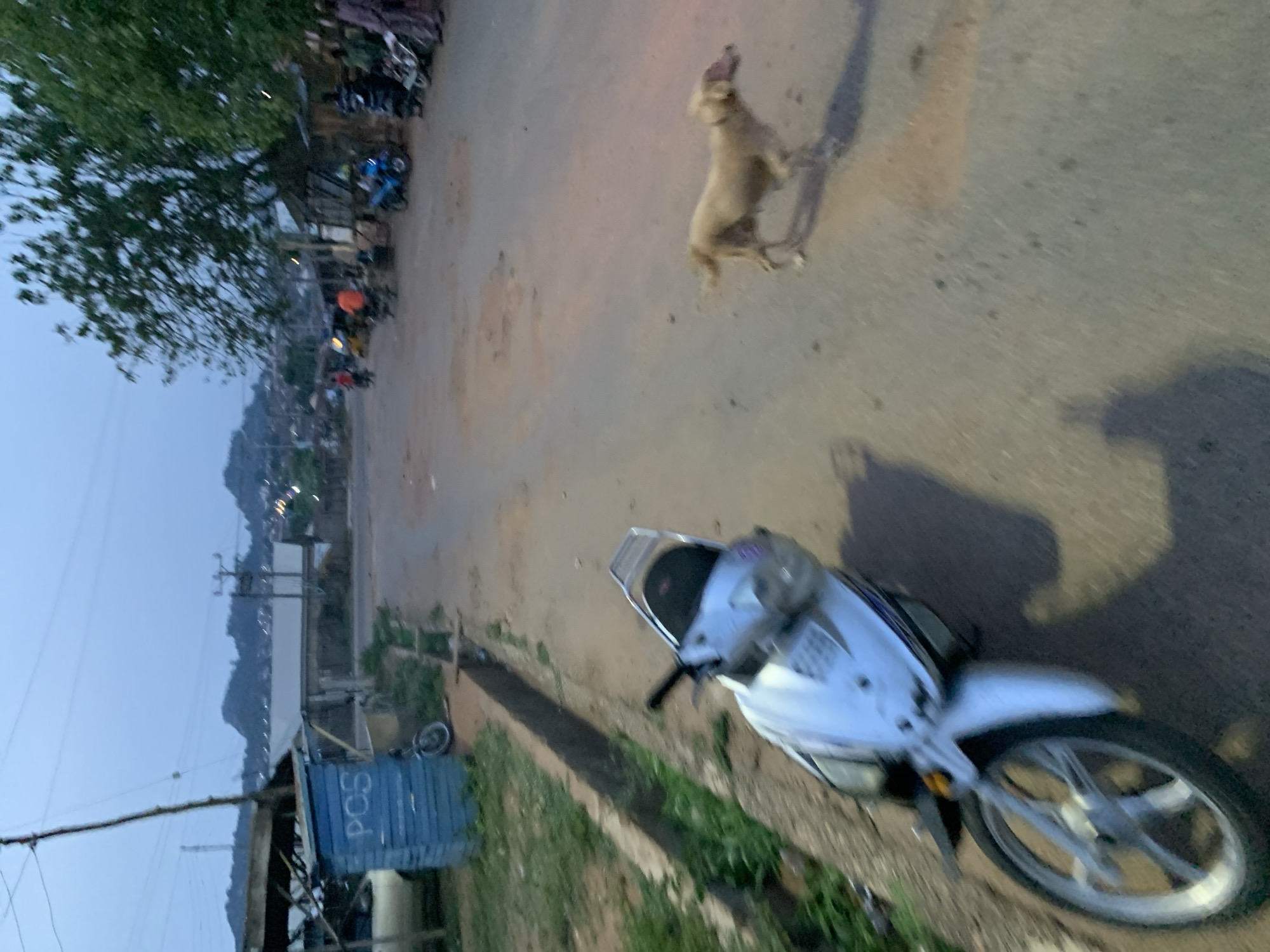 The image depicts an outdoor scene on what appears to be an unpaved or dirt road, likely at dusk or dawn, given the soft natural light and visible distant lights. The sky is a muted blue-grey, suggesting either early morning or late evening.
In the mid-ground, a light-colored dog, possibly beige or light brown, stands on the road with its head raised, mouth open, appearing to bark or howl. Its shadow stretches long behind it to the right. On the right side of the foreground, a white and silver scooter or motorbike is parked on the edge of the road, partially obscuring a grassy area. Long shadows are cast across the road and grassy verge, indicating a low sun angle.
To the left of the road, a large tree with abundant green foliage dominates the mid-ground. Further back on the left, several other motorbikes are visible, parked near some makeshift structures or stalls. A blue rectangular object, possibly a container or sign, is visible on the left side, closer to the foreground, with the letters "PCS" clearly legible on it.
In the distant background, rolling hills or mountains are silhouetted against the sky, dotted with numerous small lights, suggesting a settlement or town built into the landscape. The overall setting appears to be a semi-urban or rural area, consistent with the location context of Kabba, Nigeria. The scene is calm, with the dog's vocalization being the most dynamic element.