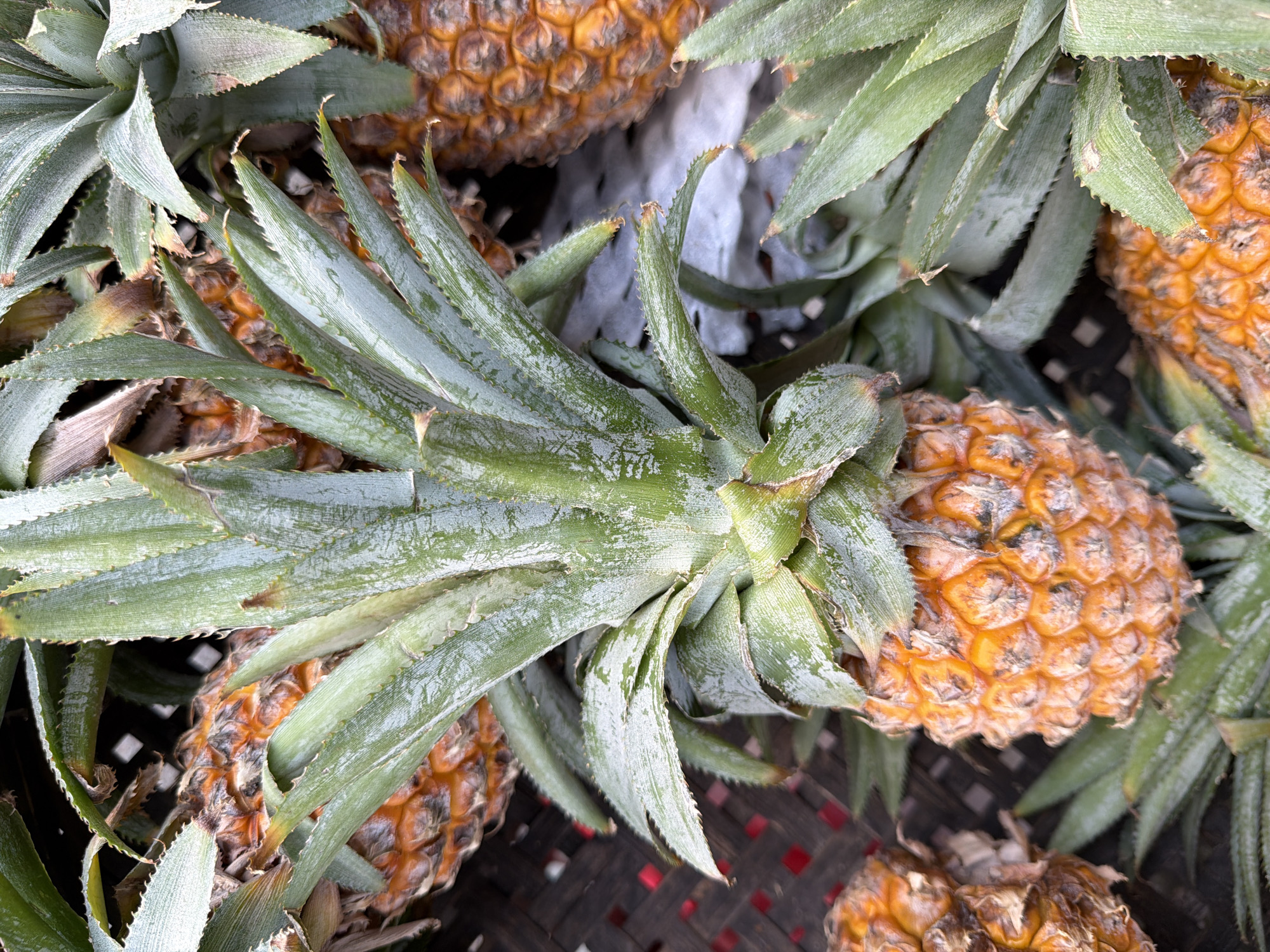 A close-up, overhead shot shows a pile of ripe pineapples in a woven basket. The pineapples are a vibrant orange with spiky green leaves on top. The basket appears to be made of dark brown material with square openings. The overall scene suggests a market stall in Nha Trang, Vietnam, where fresh produce is sold.