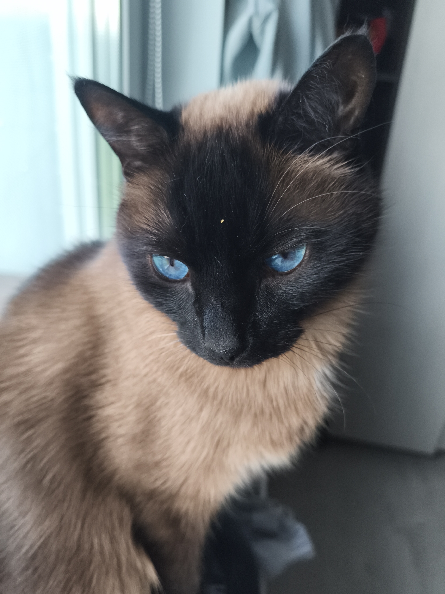 A close-up shot of a Siamese cat with striking blue eyes. The cat has a dark brown or black "mask" covering its face, ears, and paws, while the rest of its body has a tan or beige fur. The cat is looking down and to the side, and is positioned inside a building. The location is not specified.