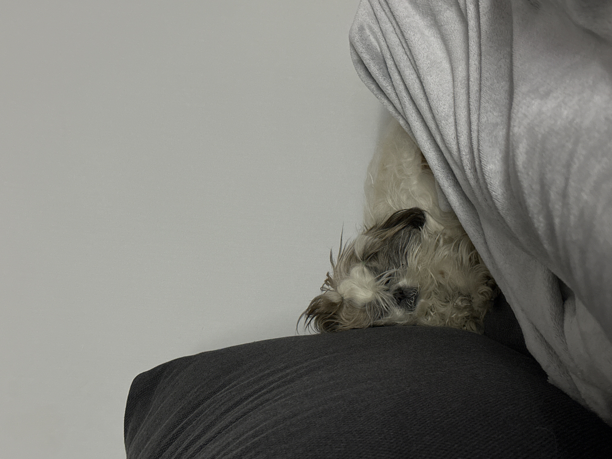 A medium shot depicts a small, long-haired dog sleeping on a dark grey cushion or pillow. The dog's fur is a mix of white and dark grey. A light grey blanket is draped over part of the dog. The background is a plain, light grey wall. There is no indication of location, person or actions.