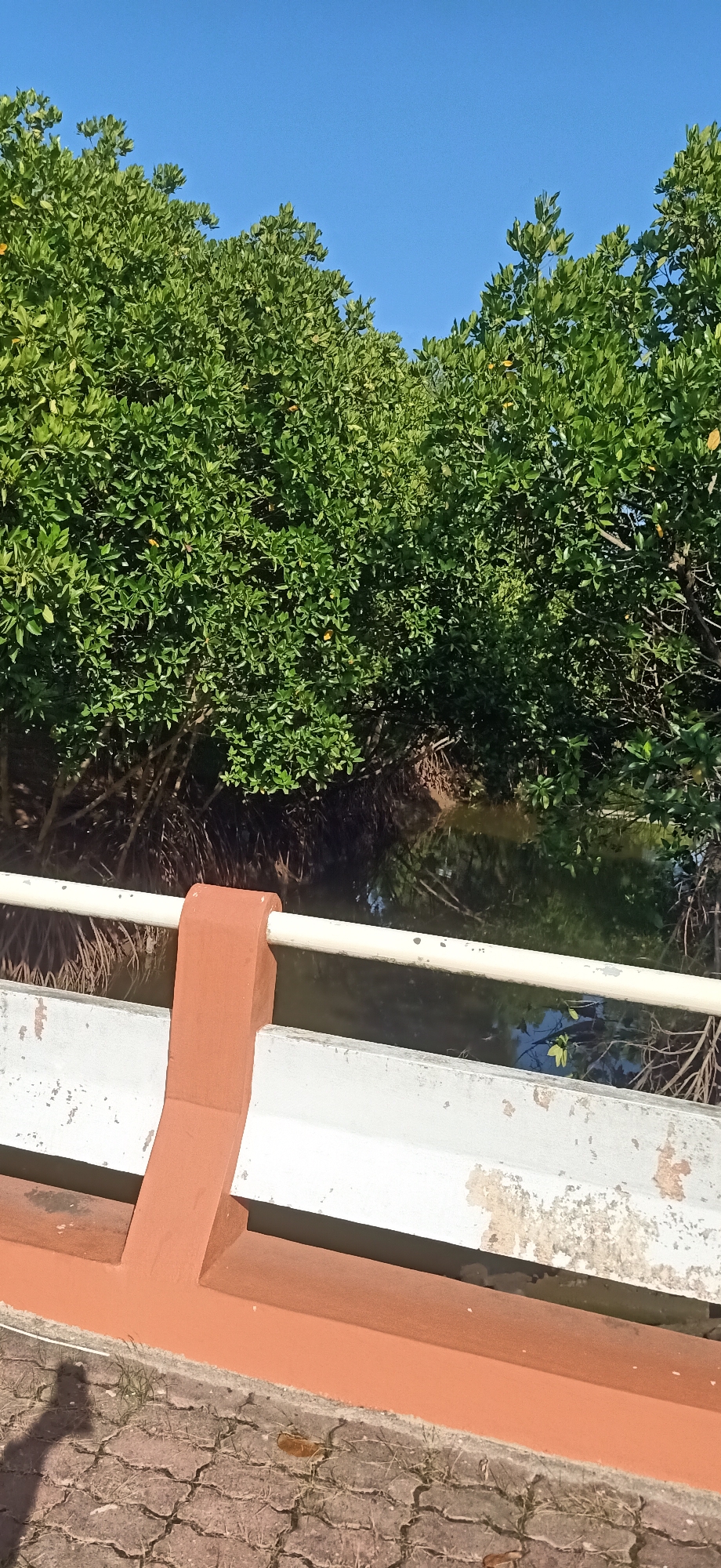The image shows a section of a bridge railing overlooking a mangrove forest and a body of water. The railing is made of a white painted metal bar supported by a reddish-brown concrete pillar. The bridge's concrete structure, painted white with visible signs of wear and tear, is also present in the foreground. Behind the railing, lush green mangrove trees line the water's edge, with their exposed roots visible. The water appears calm and reflects the surrounding greenery and the clear blue sky. The ground in the immediate foreground is paved with interlocking bricks, with some dry grass and fallen leaves scattered on it. The scene is set during daylight, with the sun casting shadows on the ground. This scene is located in Tambontunong, Indonesia.