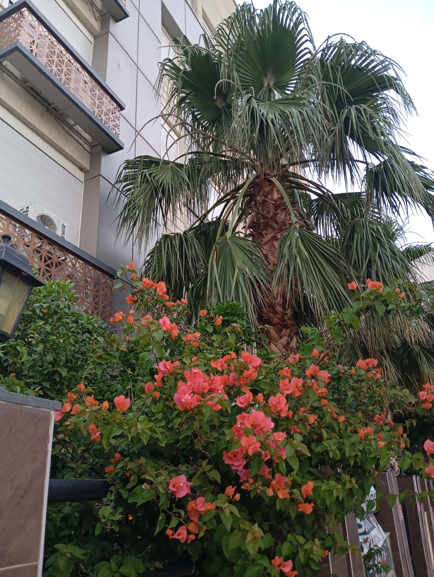 A medium shot captures a lush, vibrant bougainvillea bush laden with abundant coral-pink flowers in the foreground, contrasting with a tall palm tree behind it. The palm tree's fronds are a deep green, and its trunk is textured and brown. To the left of the image, a modern building facade is visible, featuring large grey panels and a balcony with an intricately patterned copper-toned railing. A traditional black outdoor lamp with a yellow-tinted glass shade is mounted on a post to the left, partially obscuring the lower part of the building. The background is a pale, overcast sky. The scene appears to be an exterior residential or commercial area, likely in a warm climate, fitting for Konyaaltı, Turkey, known for its Mediterranean flora and modern architecture. No people are present.