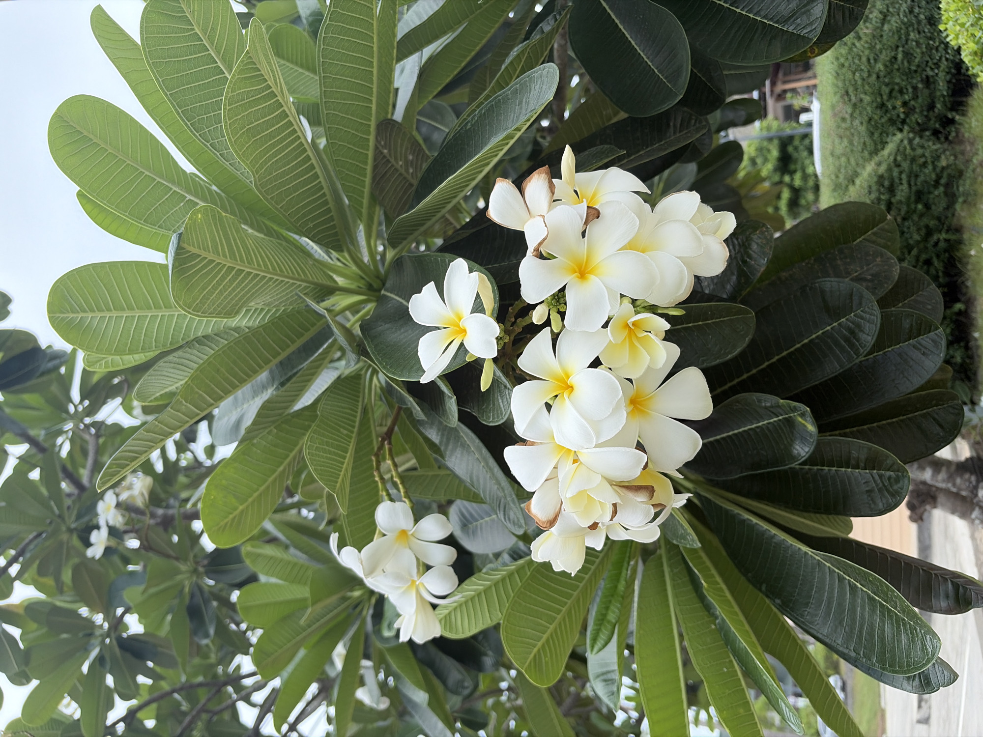 This is a close-up, vertical shot of a frangipani tree in Ban Bang Rak, Thailand. The tree's lush, green leaves dominate the frame, with several clusters of white and yellow frangipani flowers interspersed throughout. The flowers are in various stages of bloom, with some appearing fully open and others still tightly budded. The background shows a blurred glimpse of an outdoor area with manicured bushes and a hint of a structure, suggesting a garden or public space. The lighting is soft and diffused, indicating an overcast day or shade. There are no people or animals visible in the image.