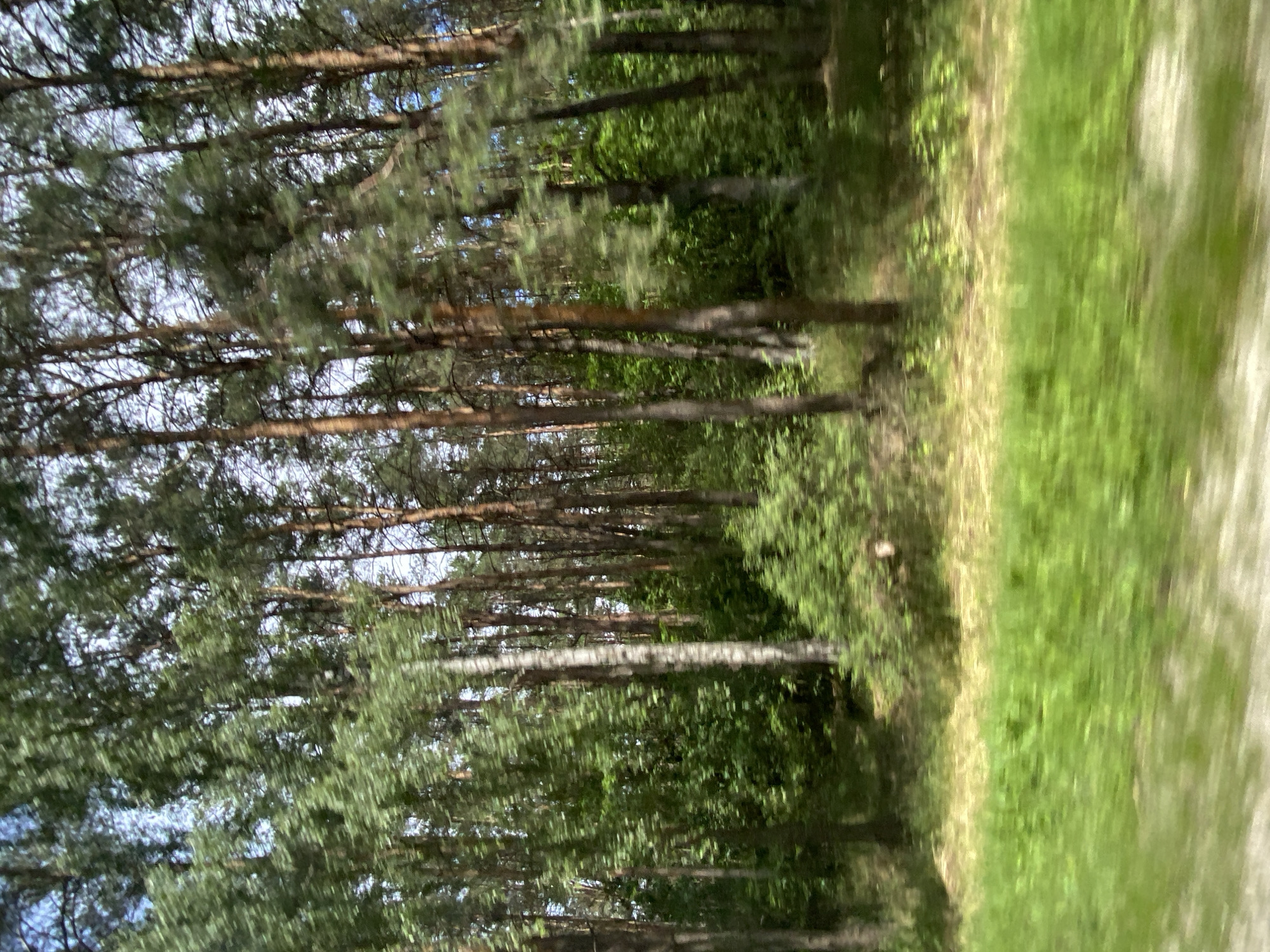 The image captures a blurred view of a dense forest in the vicinity of the Лышчыцкі сельскі Савет, Belarus. The primary subjects are tall, slender trees with brown bark and green foliage, predominantly pines. The forest floor is covered with green grass and some patches of dry, yellow vegetation. The lighting suggests it is daytime, with sunlight filtering through the canopy, creating a dappled effect. There are no visible people or animals in the frame. The motion blur indicates that the photograph was likely taken from a moving vehicle.