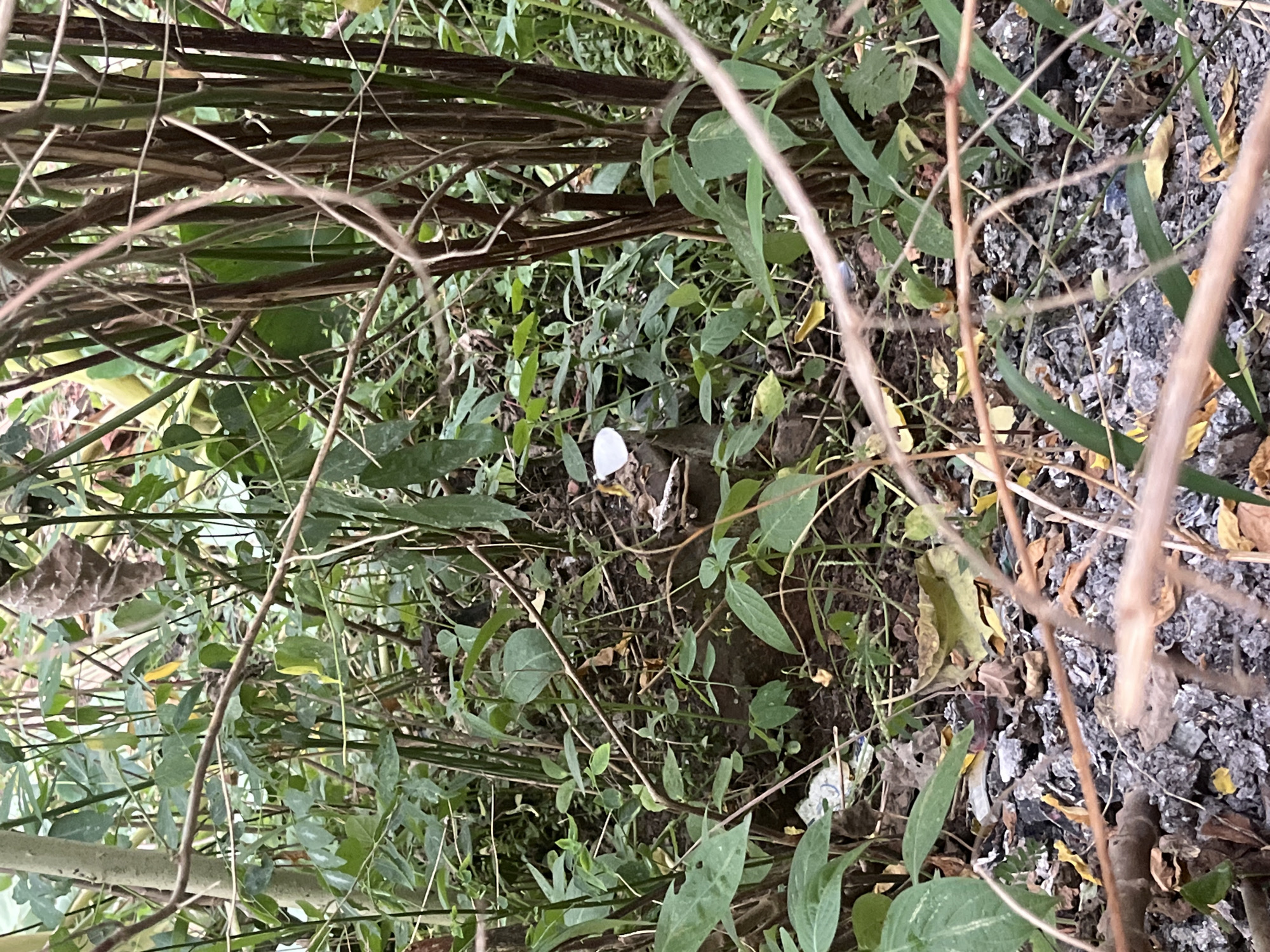 The image depicts an outdoor scene with dense vegetation and a rocky, debris-strewn ground. In the center of the frame, a small, white object, possibly a piece of paper or plastic, rests on a dark, irregular surface that appears to be a rock or a clump of soil. The surrounding area is filled with various shades of green foliage, including leaves and stems, with some dried leaves scattered on the ground. Thin, brown branches and vines crisscross the scene, obscuring some of the details. The lighting suggests it is daytime, but the dense vegetation creates shadows and a somewhat dim atmosphere. There are no visible people or animals in the image. The location is identified as Meliau Hulu, Indonesia, suggesting a natural or semi-natural environment within or near a populated area. The presence of debris on the ground indicates some level of human activity or waste disposal in the vicinity.