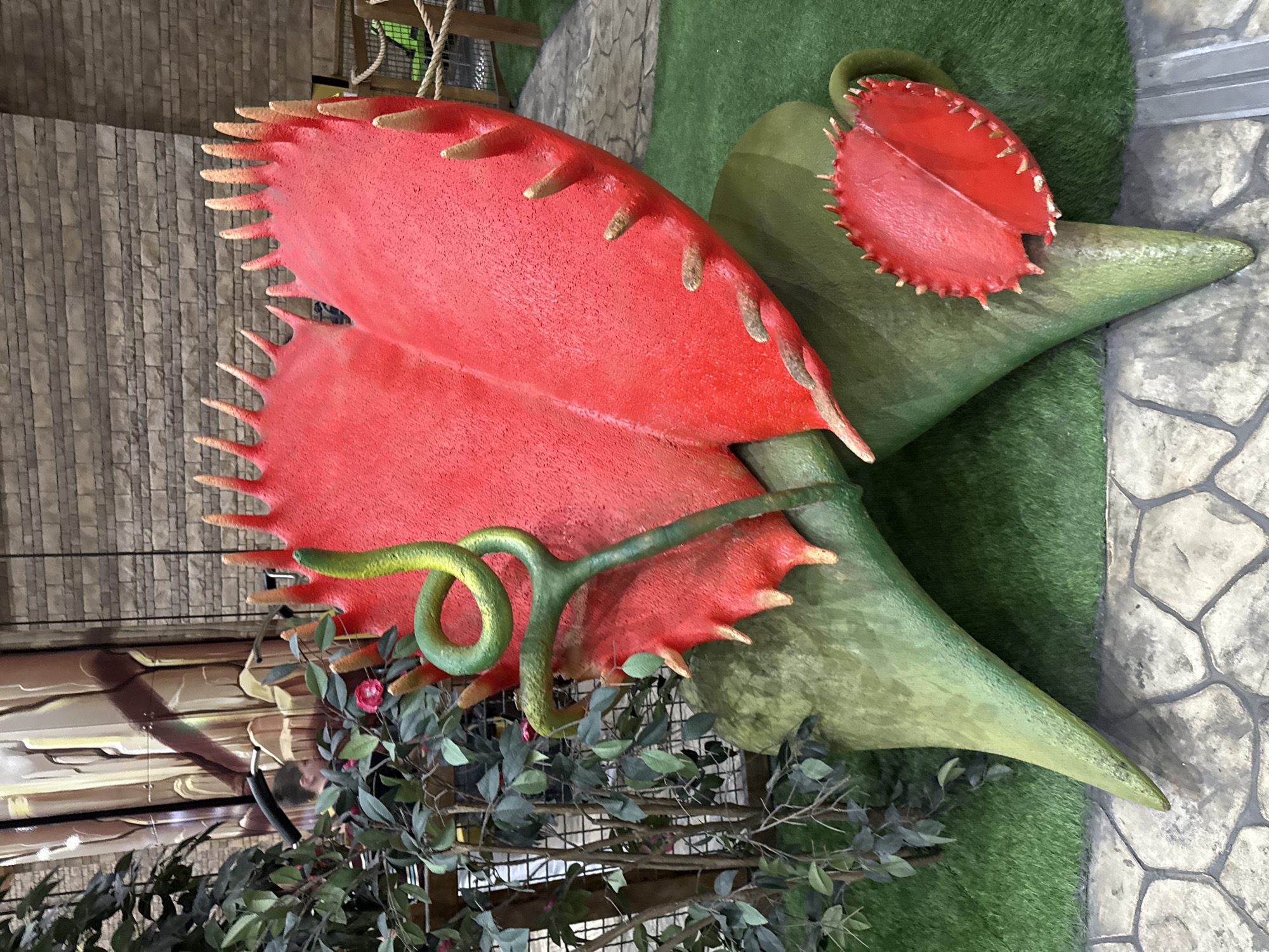 An indoor exhibit in Moscow, Russia features a prominent, oversized artificial Venus flytrap. The main subject is a large, vibrant red Venus flytrap trap, displayed partially open. Its edges are lined with numerous beige-colored, pointed teeth or spikes, giving it a menacing yet stylized appearance. A smaller, similarly red trap with teeth is visible behind and to the right of the larger one. Both traps emerge from large, green, pointed leaves, resembling the plant's natural structure but on an exaggerated scale. A green, snake-like vine with a curled end wraps around the base of the larger red trap.
The display rests on artificial green turf, bordered by a gray stone-patterned pathway on the right. In the background, a textured wall made of stacked, rectangular stone-like blocks is visible. Further back and to the left, artificial green foliage and branches with small pink flowers are present. A reflection of a person, possibly the photographer, in a dark jacket is faintly visible on a reflective surface behind this foliage. The overall setting suggests a themed attraction or a public exhibition space, designed to be visually striking with its bright colors and exaggerated botanical forms. There is no visible text in the image.
