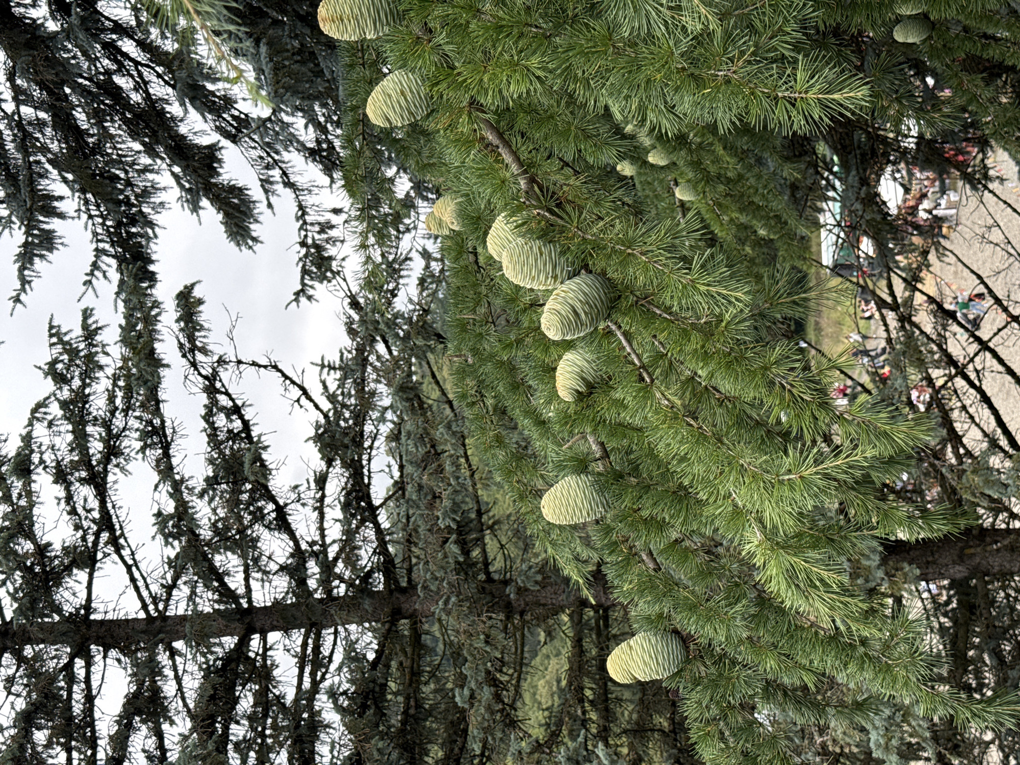 The image shows a close-up view of cedar tree branches laden with cones, with a blurred background indicating an outdoor setting. The cones are elongated and have a distinct pattern of light and dark green stripes. The needles of the cedar tree are a vibrant green, and some appear slightly bluish-gray. In the distance, a glimpse of a white bus and several people can be seen, suggesting a public area or park. The overall impression is of a natural environment with a focus on the details of the cedar cones. The location is identified as Dilijan, Armenia, a city known for its lush forests and natural beauty.