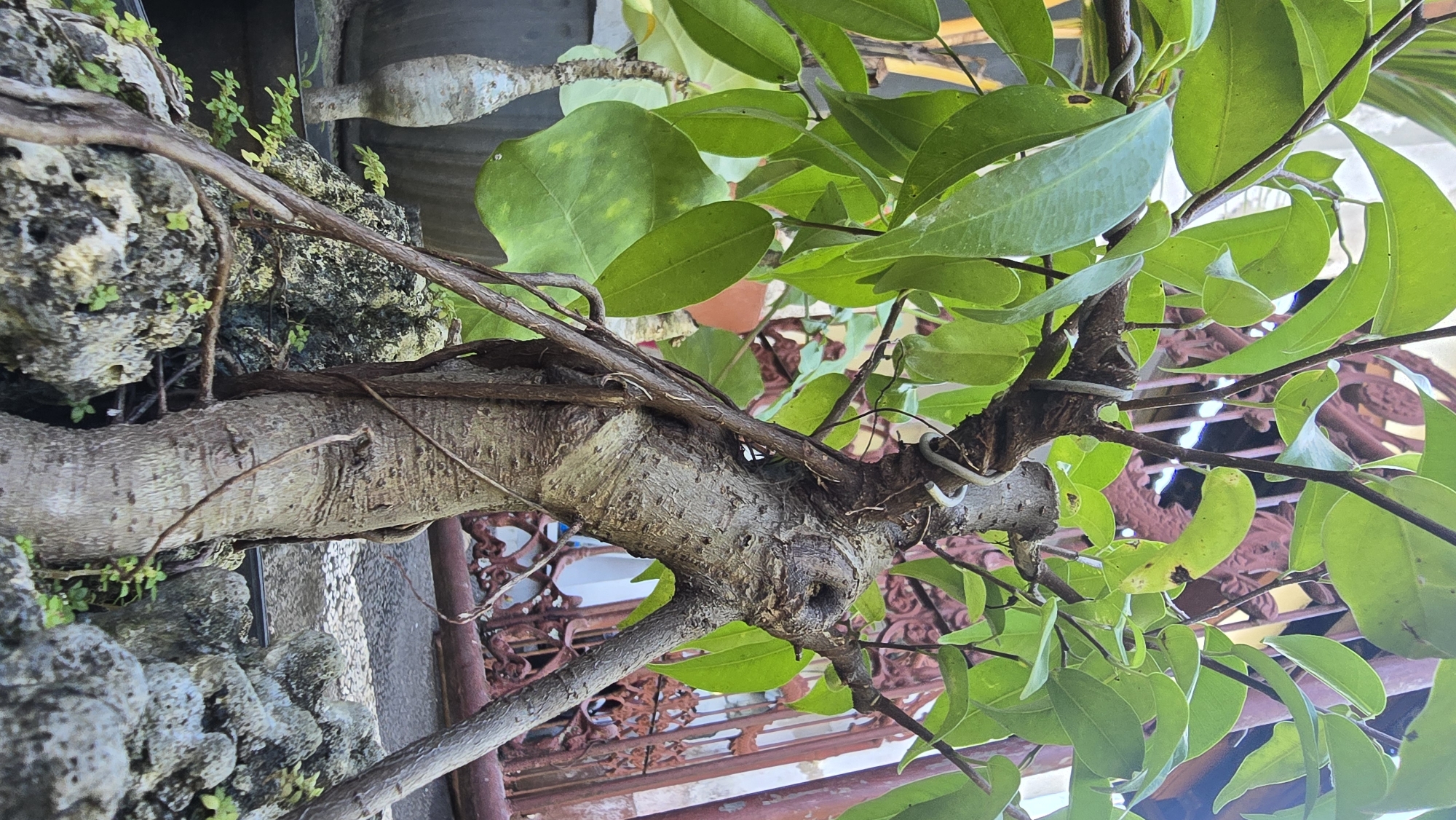 The image depicts a mature bonsai tree with a thick, textured trunk and numerous green leaves, likely located in Banjarangkan, Indonesia. The trunk has brown aerial roots wrapped around it, and the tree appears to be growing on or near a rocky, moss-covered surface. The background suggests an outdoor setting with a glimpse of a decorative wrought iron structure. No people are visible.