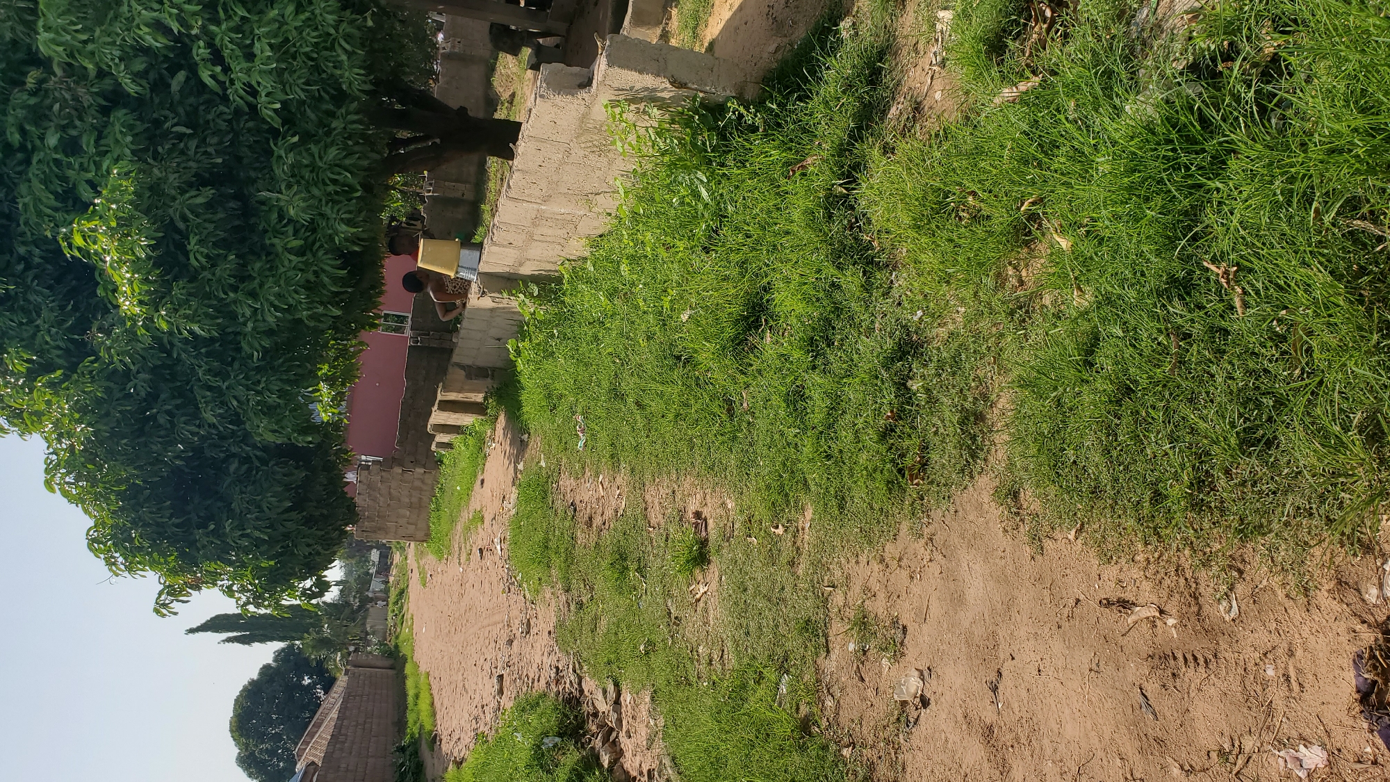 The image depicts a dirt road in the city of Jalingo, Nigeria, lined with a low, concrete wall on the right side. Green grass grows abundantly alongside the road and over the wall. A large tree with dense foliage stands near the wall, casting shade. Underneath the tree, two young children are visible. One child, wearing a leopard-print garment and a yellow bucket, is partially obscured. The other child, also wearing a patterned garment, is standing next to them. In the background, more trees and buildings can be seen, suggesting a residential area. The sky is clear and blue, indicating a sunny day. The overall scene conveys a sense of everyday life in a rural or semi-urban setting within Jalingo.