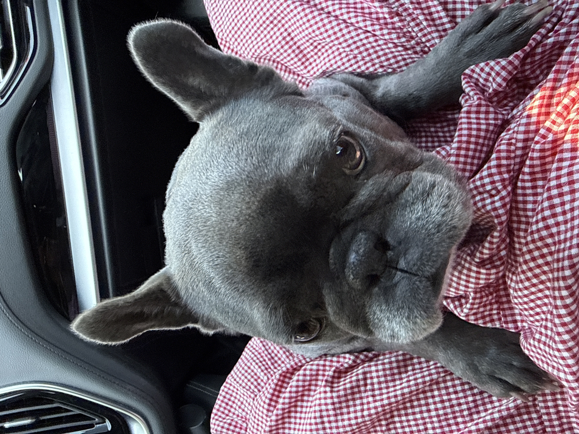 An upward-facing, medium shot shows a gray French bulldog in the passenger seat of a car. The dog is looking directly at the camera with its ears perked up and forward. Its head is resting on a person's lap, covered by a red and white checkered fabric. The dog's front paws are visible, lying on the fabric. The background of the image is the car's interior, with a black dashboard and a silver vent visible. The overall lighting suggests it is daytime, likely outdoors.