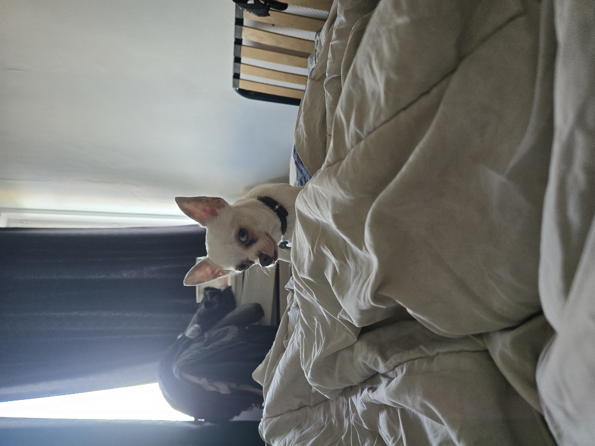A close-up, low-angle, indoor shot shows a small white Chihuahua dog peering over the edge of a rumpled bed. The dog has erect ears and a black collar. The bed is covered in a light gray duvet. The slats of the bed frame are visible in the upper center. In the background, to the left of the dog, is a dark object, possibly a backpack or bag. A window is visible in the background, casting light into the room. The location is Hem, France.