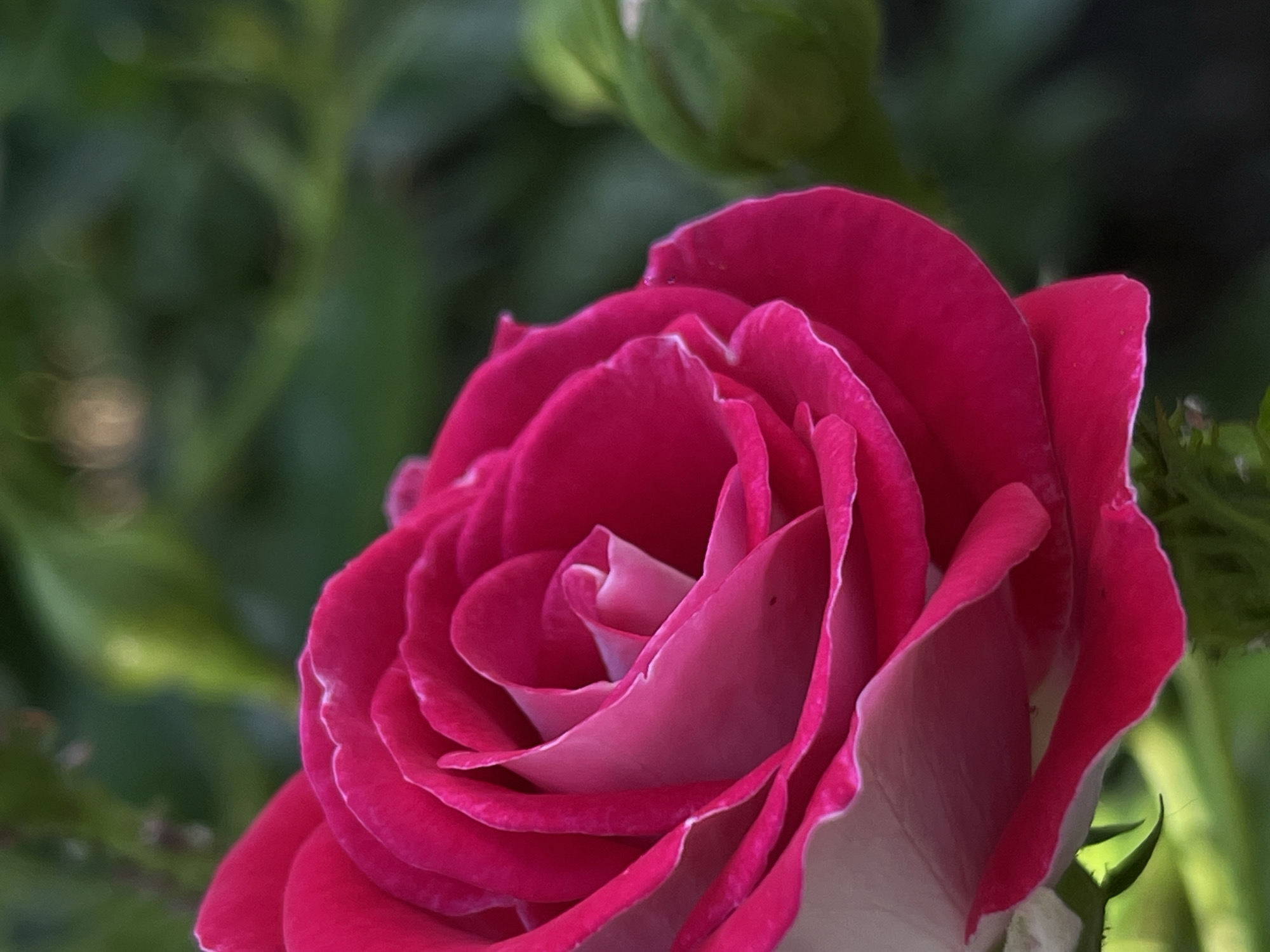 A close-up, macro shot captures a vibrant pink rose in full bloom. The petals, with their velvety texture and intricate spiral arrangement, exhibit a gradient of color, ranging from deep fuchsia at the edges to a lighter pink towards the center. The lighting highlights the delicate curves and subtle creases of the petals. To the right of the rose, a green rosebud is partially visible, suggesting that more blossoms are on the way. The background is a soft blur of green foliage, indicating an outdoor setting, likely a garden. The image is sharp and detailed, focusing entirely on the natural beauty of the rose. There are no people or man-made structures visible in the scene.