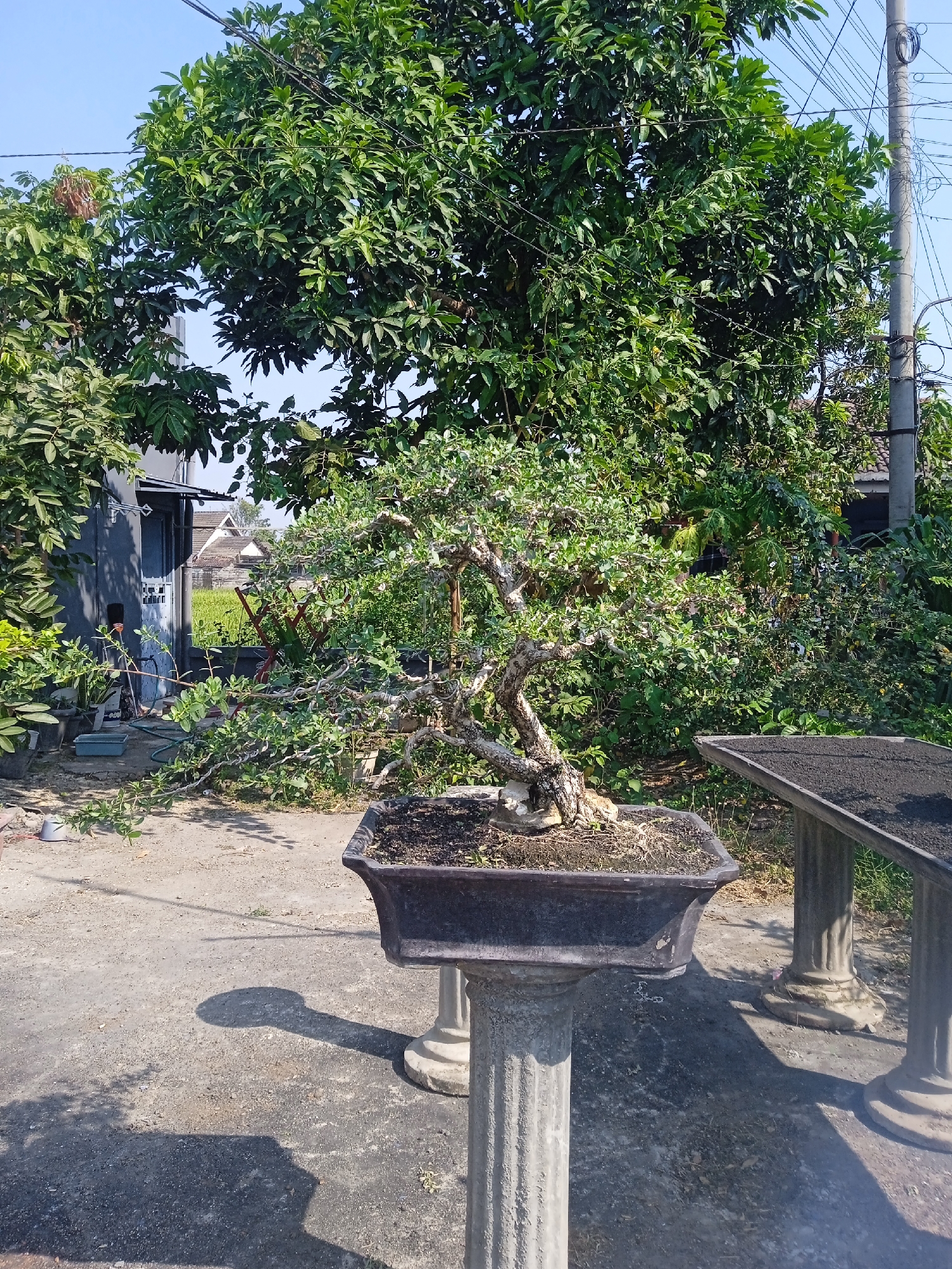The image depicts an outdoor scene in what appears to be a residential area in Banjaragung, Indonesia. The foreground is dominated by a bonsai tree in a dark, rectangular planter, which is elevated on a decorative pedestal. To the right of the bonsai, another stone pedestal supports a dark, flat surface, possibly a table or stand, covered with dark soil or gravel. The ground is a mix of concrete and dirt.
In the mid-ground, a large tree with dense green foliage provides a backdrop for the bonsai. To the left of the bonsai, a dark-colored building with a closed door and a window is visible, partially obscured by other greenery. A person, possibly a man, is seen near the door of the building, dressed in dark clothing. Various other potted plants and gardening tools, including a blue plastic container and a hose, are scattered around the area.
The background reveals more vegetation, including what appears to be rice paddies and rooftops of houses, further suggesting a rural or semi-rural setting within Banjaragung. Overhead, power lines and a utility pole are visible against a clear blue sky. The overall impression is that of a garden or outdoor workspace focused on horticulture.