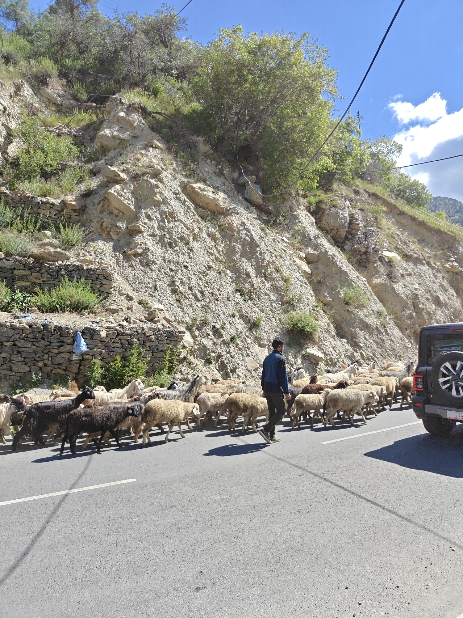 The image depicts a flock of sheep and goats being herded across a paved road in Keylong, India. A man in a blue jacket and dark pants is walking behind the animals, guiding them. To the right of the frame, the rear of a black SUV is visible, stopped on the road, indicating a temporary halt in traffic due to the animal crossing. The background features a steep, rocky hillside with sparse vegetation and trees, characteristic of the mountainous terrain surrounding Keylong. The sky is blue with scattered clouds. The road has a white dashed line marking the lanes. Stone walls are present on the hillside, possibly remnants of terracing or old structures. A blue bag is hanging from one of these walls. The lighting suggests it is daytime, likely midday, given the bright sun and clear shadows.