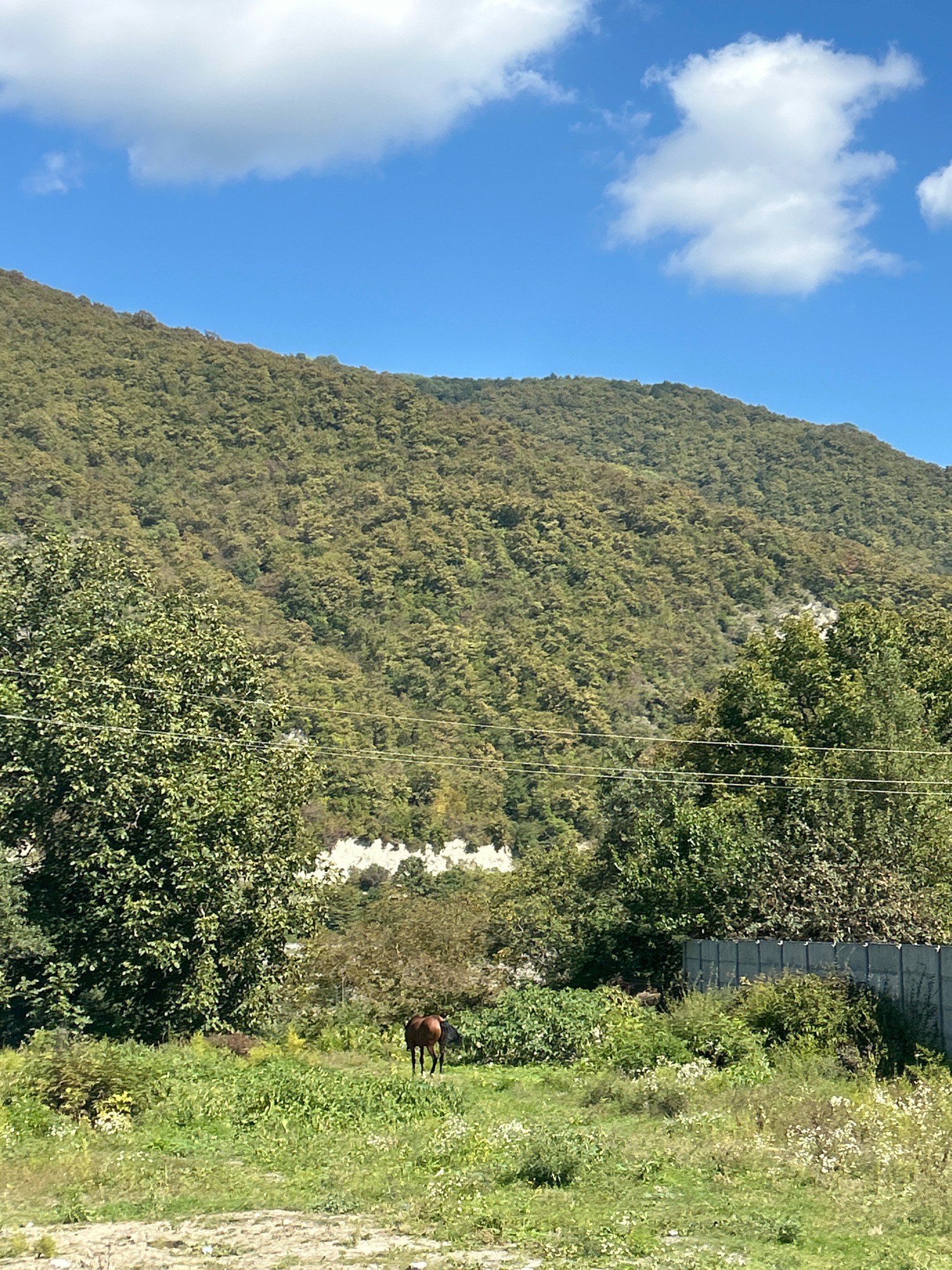 An eye-level, medium shot captures a serene landscape in Tsikhisdziri, Georgia. A lone brown horse grazes in a lush green field, its head lowered to the ground. Behind the field, dense trees form a vibrant green forest that covers a rolling hill. The hill ascends to meet a bright blue sky dotted with fluffy white clouds. Power lines stretch horizontally across the frame, bisecting the scene. To the right, a grey fence with a mesh-like texture runs along the edge of the field. The overall impression is one of natural beauty and tranquility under a clear sky.
