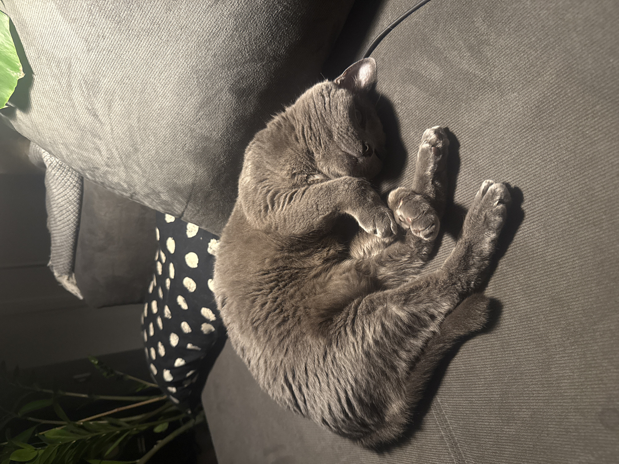 A gray cat is curled up asleep on a gray sofa. A black and white spotted pillow sits behind the cat, and a plant is visible in the lower left corner. The cat is positioned on the right side of the frame with its head tucked towards its body. The scene appears to be indoors. There is no indication of the location being Sofia, Bulgaria.