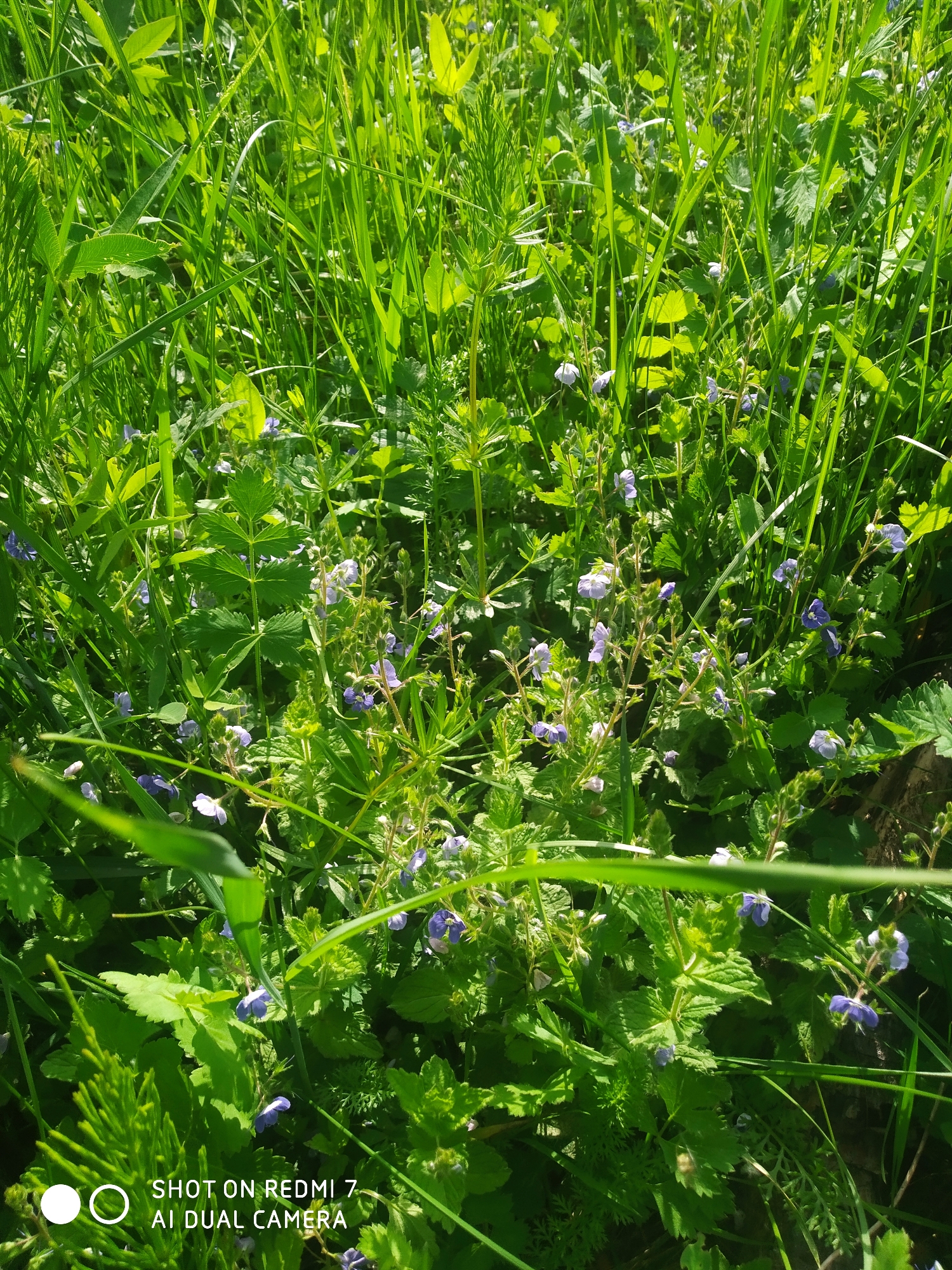 The image presents a vibrant, close-up view of a dense patch of wild green vegetation, illuminated by bright sunlight. The scene is dominated by various shades of green from tall grass blades and a diverse array of leafy plants.
Scattered throughout the lower and middle sections of the frame are numerous small, delicate purplish-blue flowers, consistent with species of Speedwell (Veronica). These blossoms add a subtle pop of color to the verdant expanse. Among the green foliage, several different plant types are visible: some have broad, smooth leaves, while others display serrated or lobed margins. A plant with pinnately compound leaves is centrally located, and a distinctive plant resembling Horsetail (Equisetum) with whisk-like foliage can be seen in the lower left of some crops.
The strong, direct sunlight creates bright highlights on the leaves and grass, indicating a clear, sunny day, likely during late morning or afternoon. The shadows suggest depth and texture within the dense growth. The perspective is low, immersing the viewer directly into the natural environment of what appears to be a meadow or an overgrown area. There is no discernible activity or event taking place; the image captures a static moment of natural flora.
In the lower-left corner of the original image, a watermark reads: "SHOT ON REDMI 7 AI DUAL CAMERA". Given the location context of Chaikovsky, Russia, this scene depicts a typical temperate natural landscape.