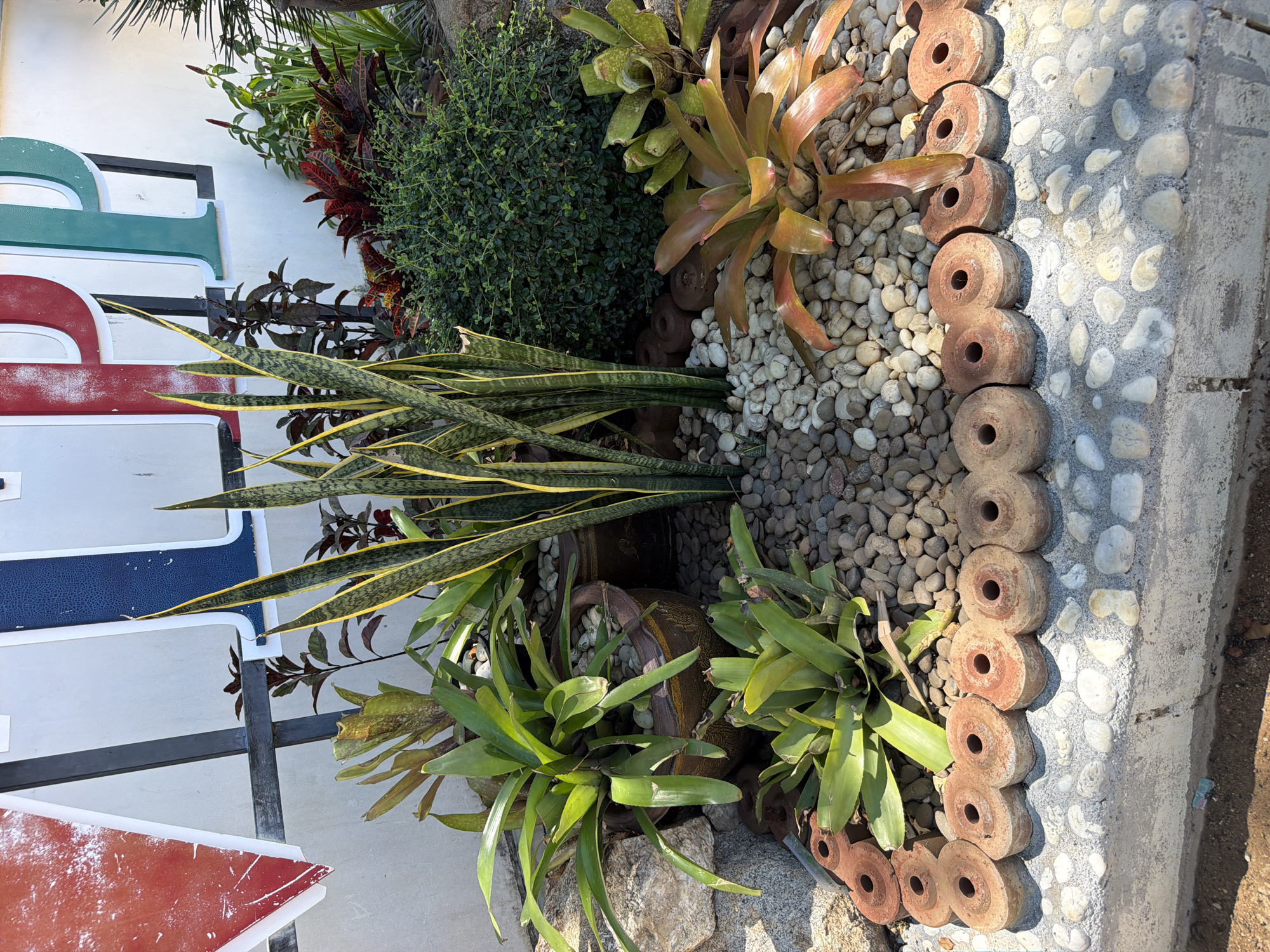 The image shows an outdoor landscaped area in front of a building with large, colorful letters on its facade. The letters appear to spell out "TPP" and are red, blue, and green. The landscaping consists of various plants, including snake plants with their characteristic striped leaves, bromeliads with broad, colorful leaves, and a dense green shrub. The ground is covered with pebbles and stones. A decorative border made of circular terracotta-like objects separates the pebble area from a concrete ledge. The lighting suggests it is a sunny day. The building appears to be an establishment in Baan Bo Phut, Thailand, possibly a business or attraction.