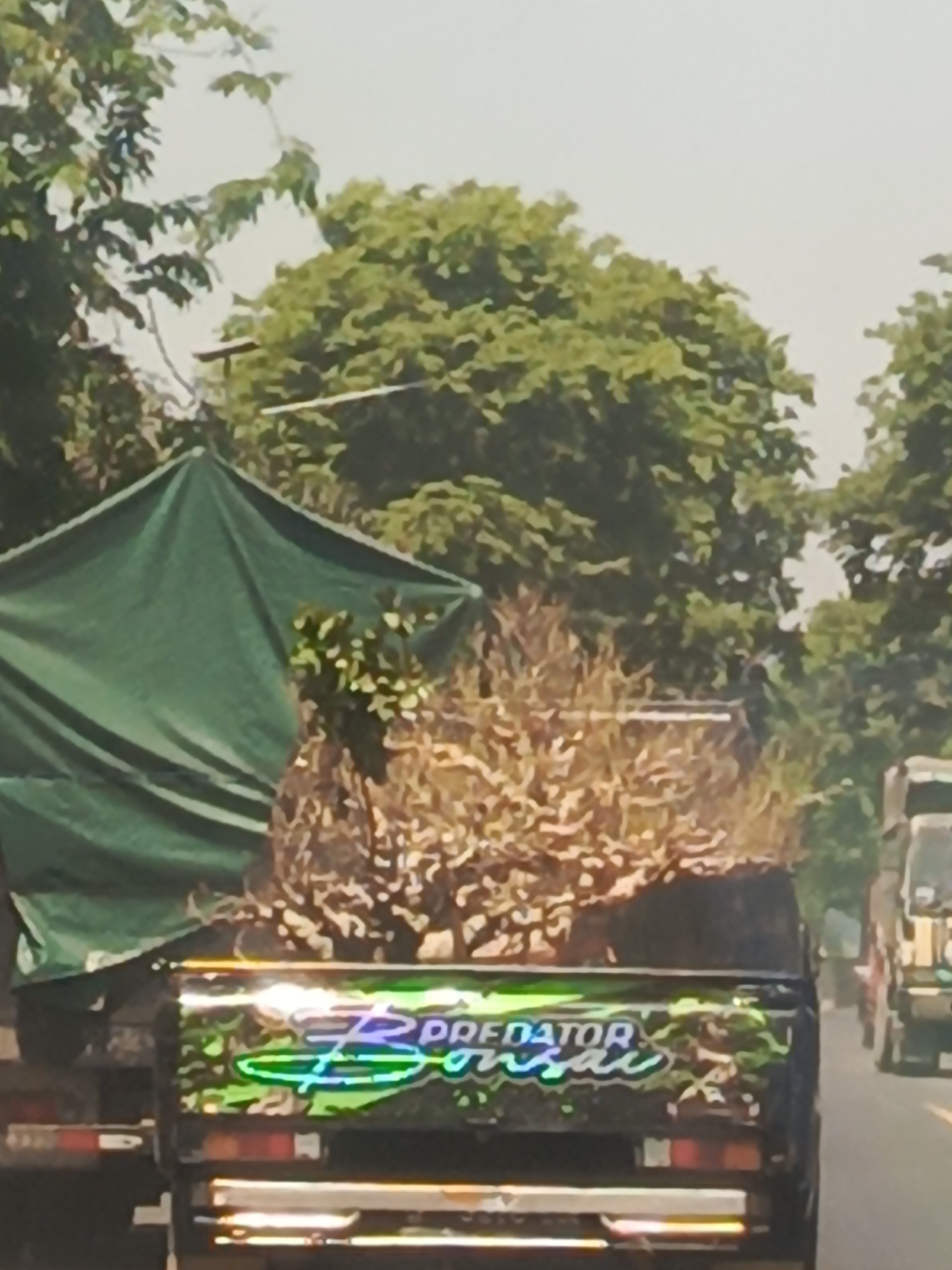 A truck with "PREDATOR BONSAI" written on the back in neon lights is traveling on a road lined with trees. The truck is loaded with trees and a green tarp. The truck is in Manduro Manggung Gajah, Indonesia.