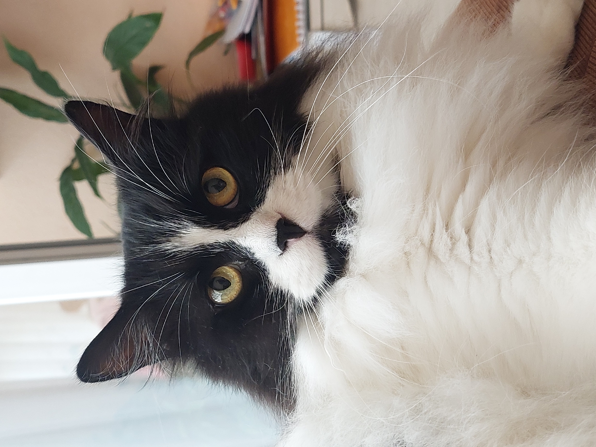 A close-up, eye-level portrait of a black and white domestic long-haired cat is presented. The cat is positioned centrally, facing directly towards the viewer. Its fur is predominantly white on its chest and the lower half of its face, with black fur covering its ears, forehead, and the upper part of its face, creating a distinct "mask" pattern. The cat has striking yellow-green eyes with black pupils. Long white whiskers extend from its muzzle. The background is softly blurred, featuring hints of a window with sheer curtains on the left, and a green potted plant and some papers or books on a desk or shelf on the right. The lighting appears to be natural, coming from the front and slightly from the left. The cat's expression is alert and curious. There is no discernible indication of the image's location within the city of Plovdiv, Bulgaria.