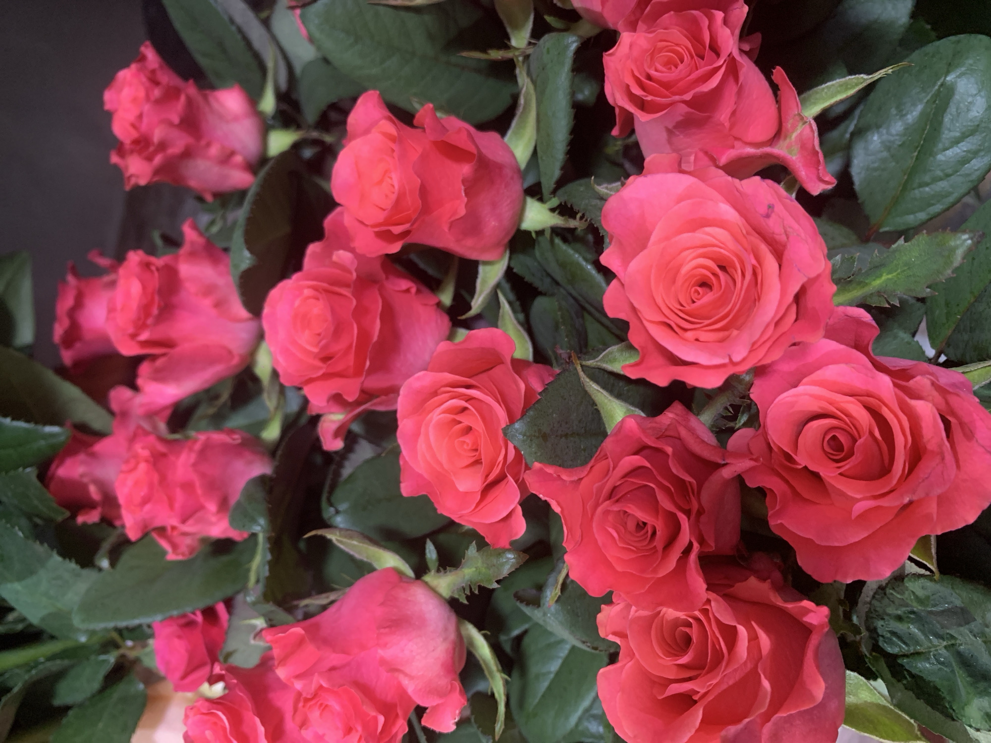 A close-up, overhead shot showcases a bouquet of vibrant pink and red roses. The flowers are in various stages of bloom, with some fully open and others still in bud. Deep green leaves surround the roses, creating a lush backdrop. The lighting is soft and diffused, highlighting the delicate texture of the petals. There is no discernible location in the city of Sumy, Ukraine.