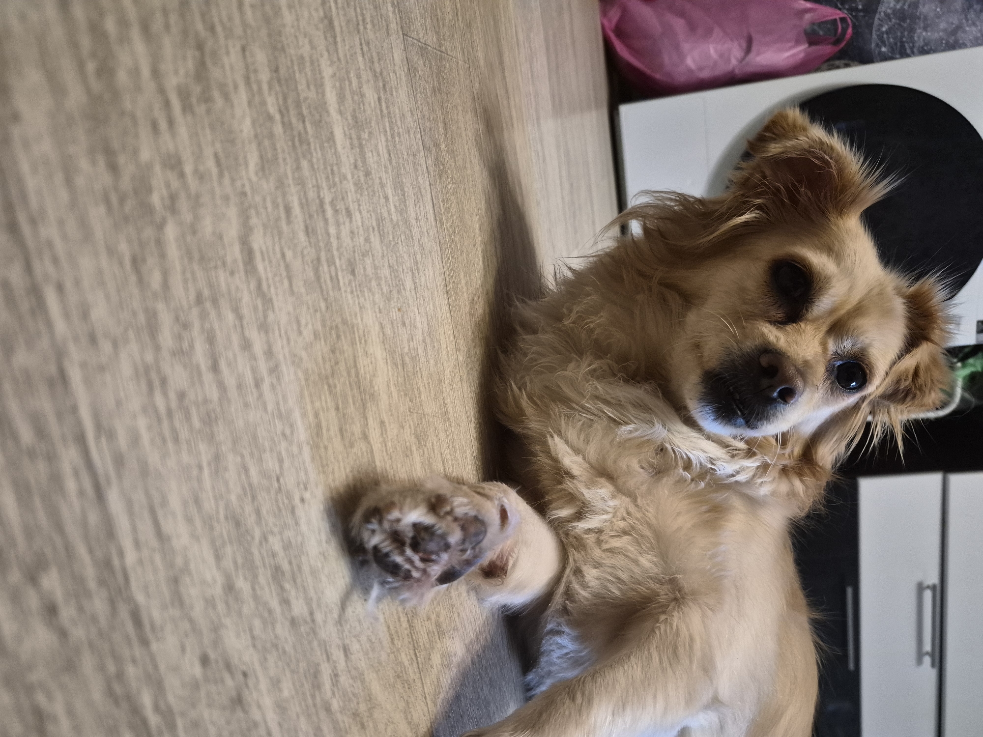 This is a medium shot of a light brown dog lying on a light brown wooden floor. The dog is facing the camera with its head tilted. Its fur is long and appears somewhat scruffy. The dog has dark eyes and a black nose. One of its front paws is raised and visible, showing dark paw pads. In the background, to the right of the dog, is a white cabinet with two doors and silver handles. Above the cabinet is a black circular object and a bright pink plastic bag. The scene is indoors, and the lighting suggests it could be daytime. There is no visible text in the image. The image is oriented vertically.