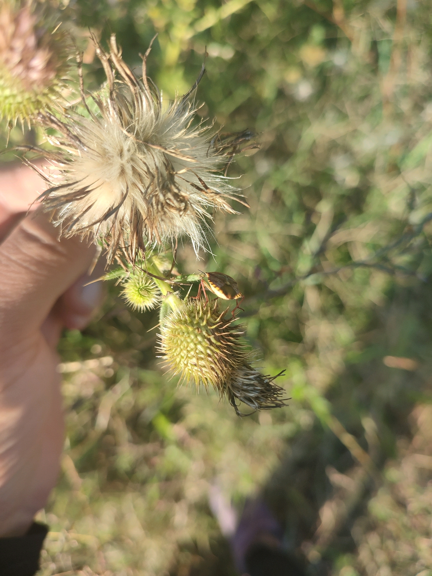 A close-up shot captures a small insect, possibly a shield bug, perched on a spiky seed head of a thistle plant. The insect, with its brown and orange coloration, is positioned on the side of the seed head. The thistle plant itself is fuzzy and dry, with prominent spikes. A human hand is visible on the left side of the frame, gently holding the plant. The background is a blurred expanse of green foliage, suggesting an outdoor, natural setting. The lighting indicates it is daytime. The image does not contain any information about the location being Красное Село, Russia.