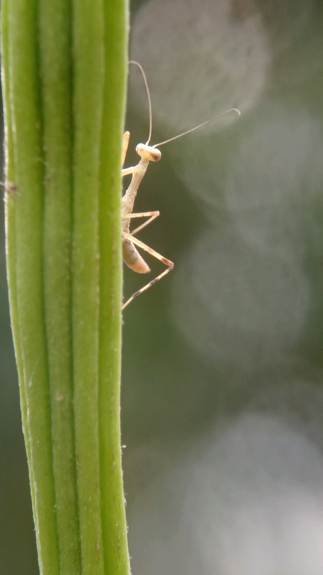 A light-colored praying mantis is clinging to a ribbed green stem. The mantis is oriented vertically, facing right, with its head and forelegs visible. Its body is elongated and slender, with delicate antennae extending forward. The stem is thick and textured, with several parallel ridges running its length. The background is a soft blur of greens and grays, with out-of-focus circles of light, suggesting an outdoor, natural environment. The scene appears to be a close-up macro photograph. The location is Bedali, Indonesia.