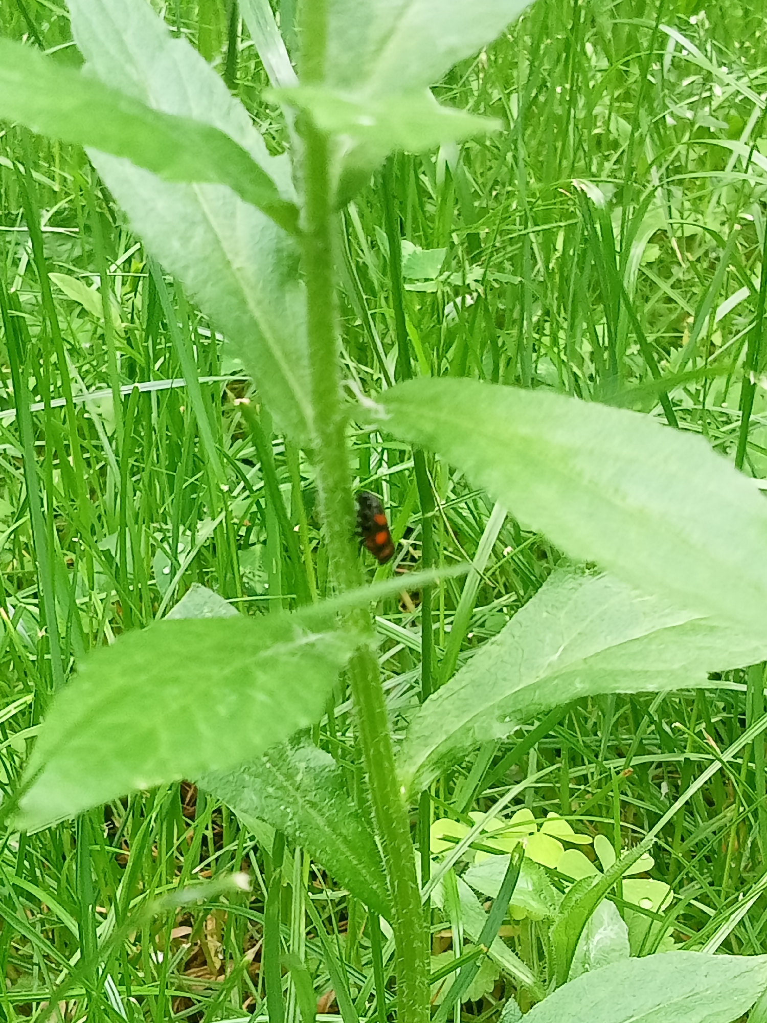 The image displays a close-up view of vegetation in an outdoor setting, specifically within the city of Unknown, Unknown. A prominent green plant stem with large, textured green leaves occupies the central and left portions of the frame. Attached to the right side of this main stem, positioned between two leaves, is a small insect. The insect is predominantly black with several distinct reddish-orange markings or spots visible on its dorsal surface. The background consists of dense, vibrant green grass and other smaller green foliage, which are slightly out of focus. The scene is illuminated by diffuse natural light.