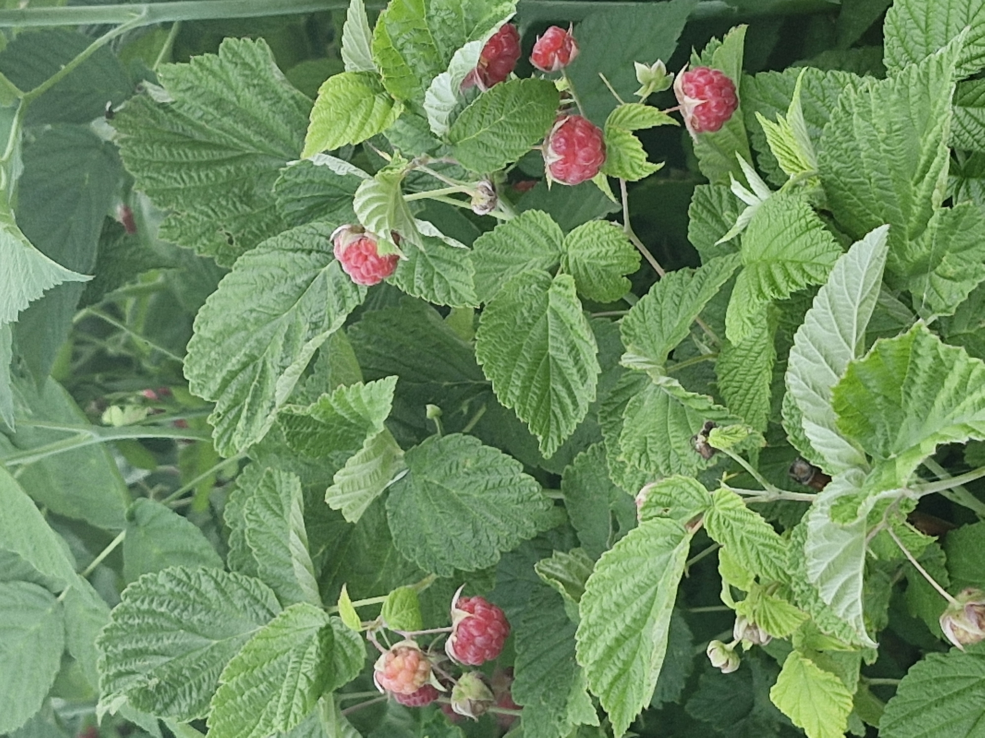 A close-up, vertical shot captures a cluster of ripe raspberries hanging from a leafy green bush. The raspberries are a vibrant red, with visible drupelets. The surrounding foliage is lush and green, with some leaves showing a slightly lighter hue. The image appears to be taken outdoors. There are no people or man-made structures visible in the frame, and the specific location within Қонысбай, Kazakhstan, cannot be determined from the visual information alone.