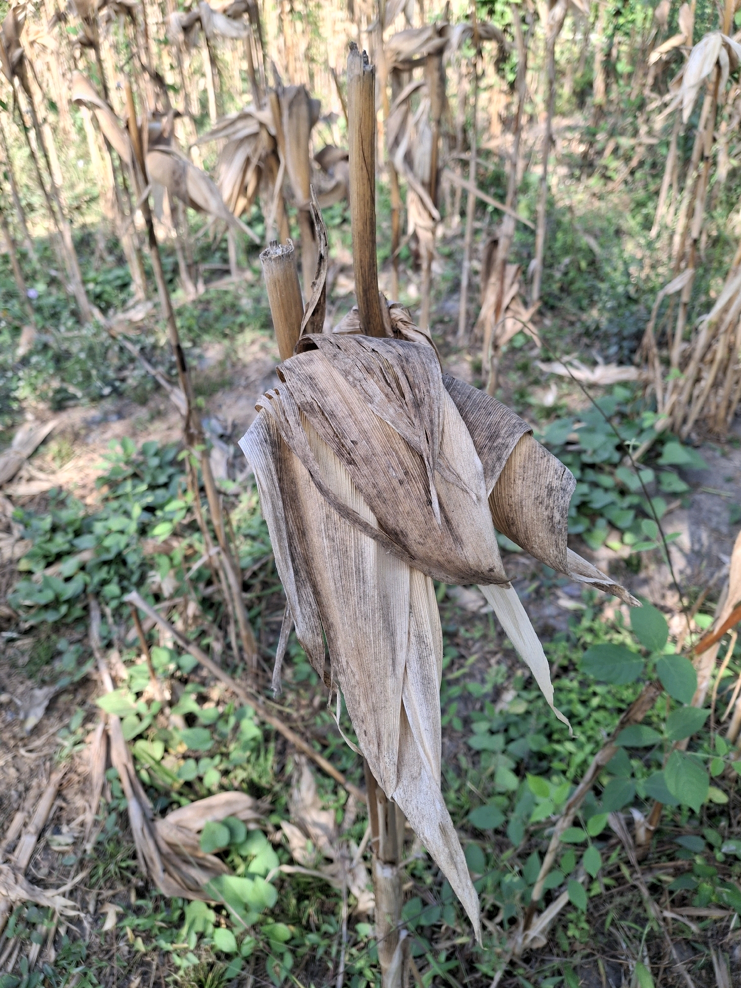 A close-up, vertical, eye-level shot captures the dried stalks and leaves of what appear to be corn plants in a field. The foreground is dominated by the desiccated, light-brown husks and stalk of a single plant, which obscures part of the background. The leaves are brittle and curled, some appearing almost papery and translucent where light passes through them. The stalk itself is thick and fibrous. Behind this, a dense field of similar dried corn stalks extends into the background, creating a muted, monochromatic palette of browns and grays. Interspersed among the stalks are patches of green vegetation, appearing as ground cover and some taller leafy plants, adding a touch of color to the scene. The lighting suggests it is daytime, with some dappled sunlight filtering through the dry foliage. The image evokes a sense of the end of a harvest season or a dry, arid environment. The location is the city of Denok, Indonesia.