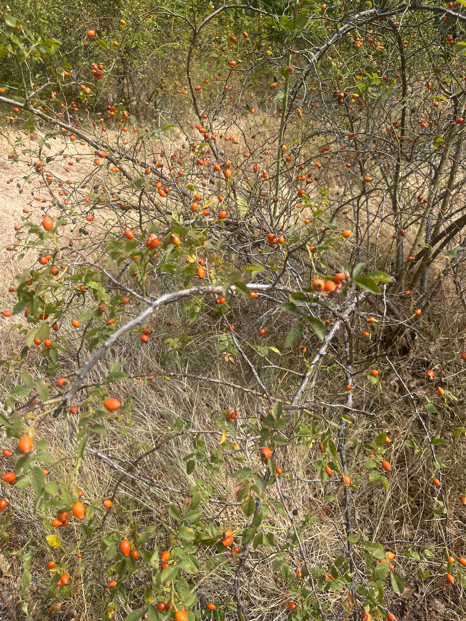 A close-up, full-frame shot captures a wild rose bush laden with numerous ripe, orange-red rose hips. The bush is dense, with many thin, thorny branches intertwined, some bare and others with scattered green leaves. The rose hips vary in size and shape, with some appearing plump and oval, while others are smaller and more elongated. The background consists of dry, brown grass and other vegetation, suggesting an outdoor, natural setting. The lighting is bright, casting distinct shadows and highlighting the textures of the branches and hips. The image appears to be taken in an area with dry, uncultivated land, consistent with a rural or semi-rural environment. Given the context of Golubac Municipality, Serbia, this scene could depict a common sight in the region's natural landscapes, particularly during autumn when rose hips ripen.