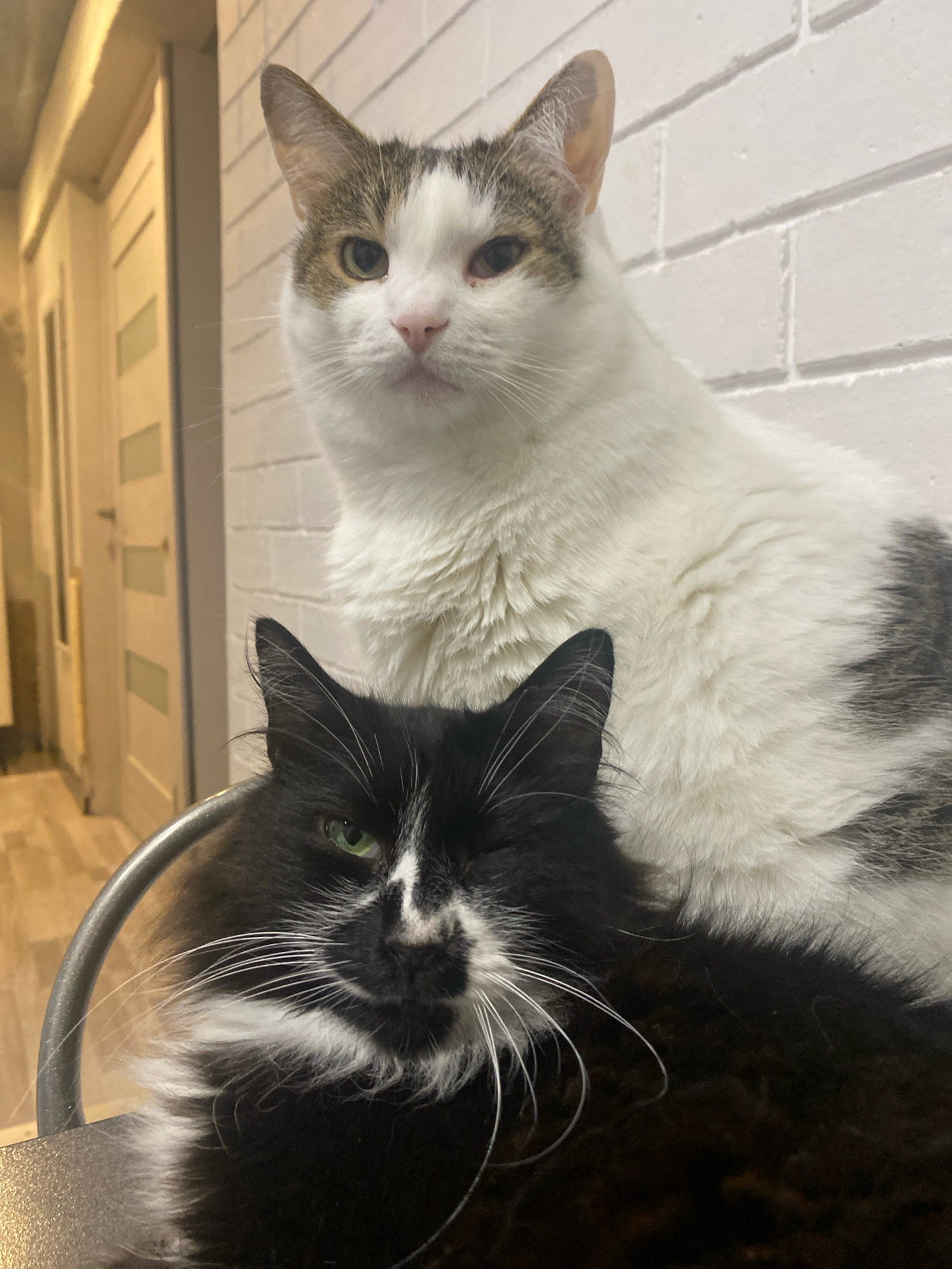 In a room with white brick walls, two cats are perched on a metallic chair. The cat in the foreground is black and white, with green eyes and long white whiskers. It is looking to the left, with its right eye partially closed. Behind it, a white and tabby cat with yellow eyes gazes forward. The background shows a hallway with two doors. The lighting suggests it is nighttime. The location is Machulishchy, Belarus.