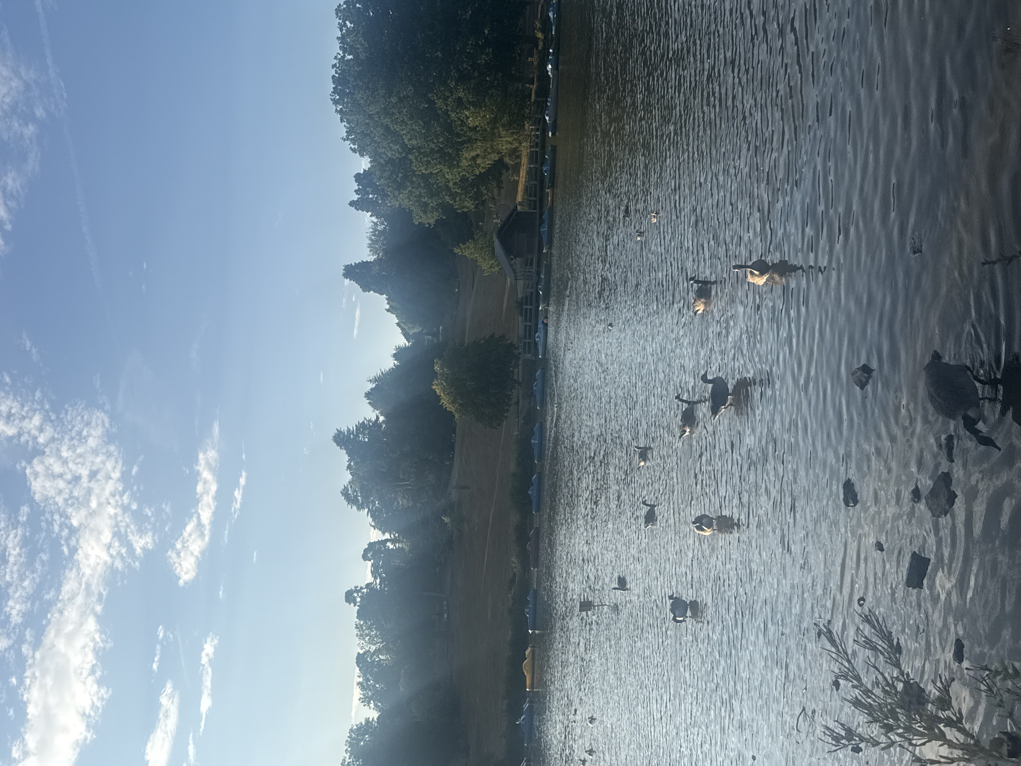 This is an outdoor, eye-level, vertical photograph of a lake with several geese on it, taken during the day. The sun is shining, casting rays through the trees in the background and creating reflections on the water's surface. The lake is lined with trees and a grassy bank, and a small wooden building is visible on the bank. Several pedal boats are moored along the edge of the lake. The sky is blue with scattered white clouds. The overall impression is peaceful and natural. This scene is likely at Dunorlan Park in Tunbridge Wells, United Kingdom.