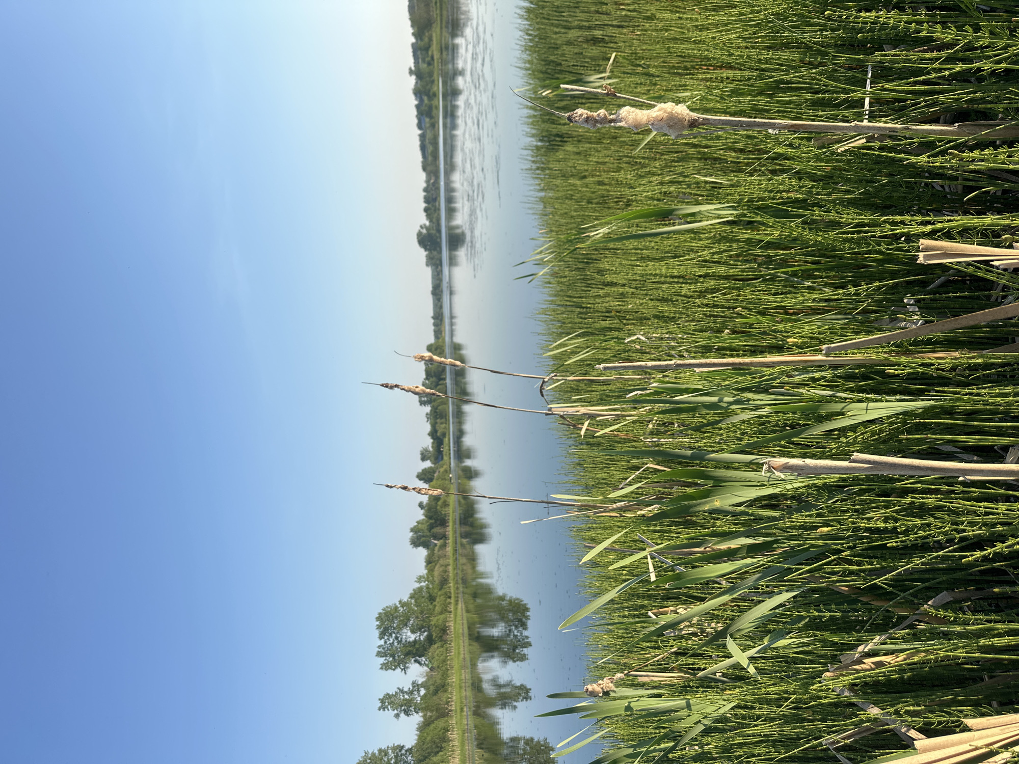 The image shows a view of a body of water, likely a lake or river, from the shore in Альняш, Russia. Tall green vegetation, including reeds and horsetails, fills the foreground. Some of the cattails are in bloom, with white cottony seed heads. The water reflects the clear blue sky and the trees lining the opposite shore. The overall scene is peaceful and natural.