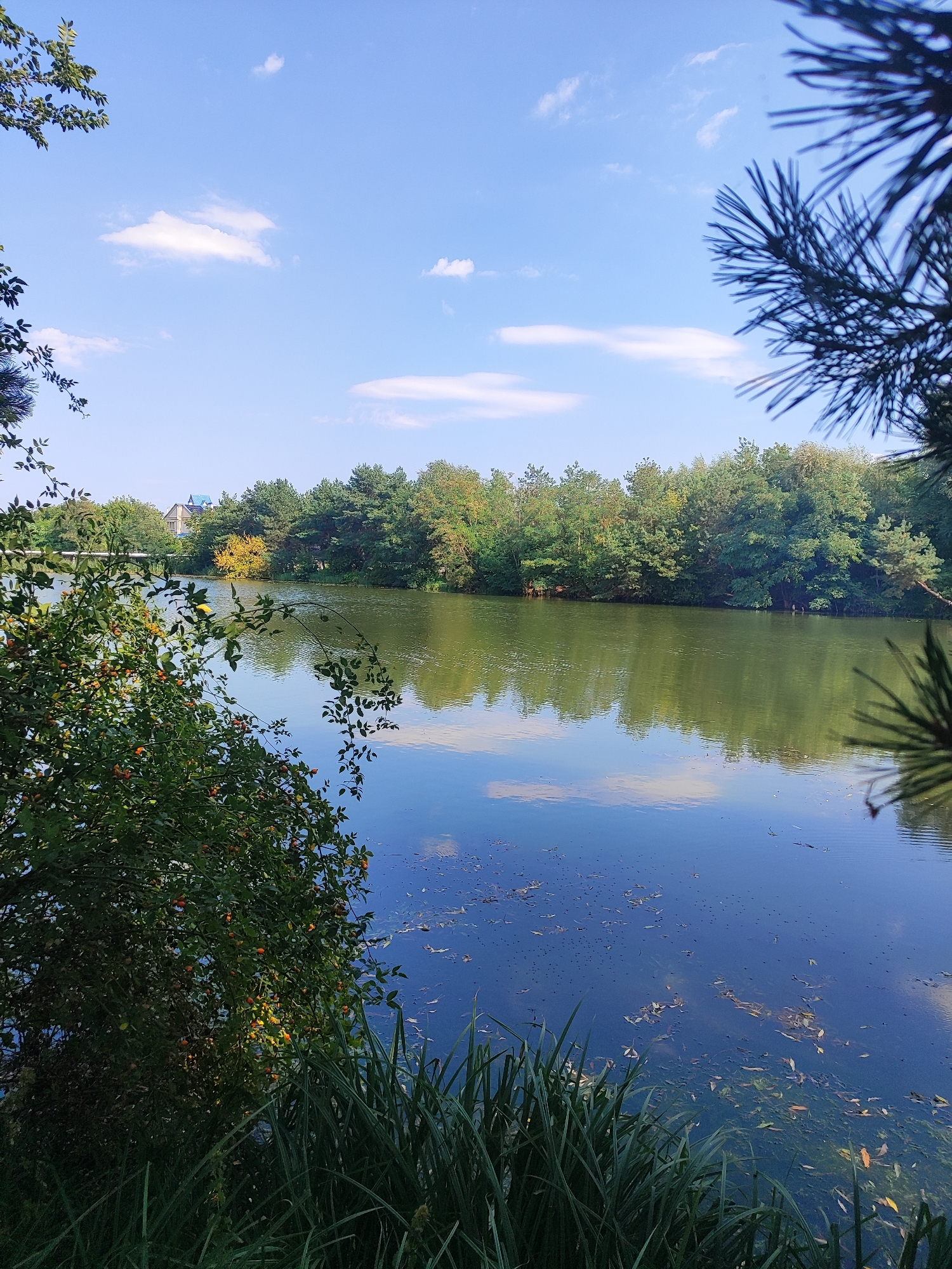 The image depicts a tranquil natural scene at a lake in Bila Tserkva, Ukraine. The foreground is dominated by lush green foliage, including a bush laden with small orange berries and tall reeds growing by the water's edge. A body of water, reflecting the blue sky and scattered white clouds, occupies the central and right portions of the frame. Debris, such as fallen leaves and what appear to be small dark insects or seeds, is visible on the water's surface. Across the lake, a dense line of trees forms the far bank, with a few buildings partially visible through the canopy, suggesting proximity to a developed area. The sky is a clear blue, with a few wispy clouds adding texture. The overall atmosphere is serene and peaceful, showcasing a natural landscape within the Ukrainian city.
