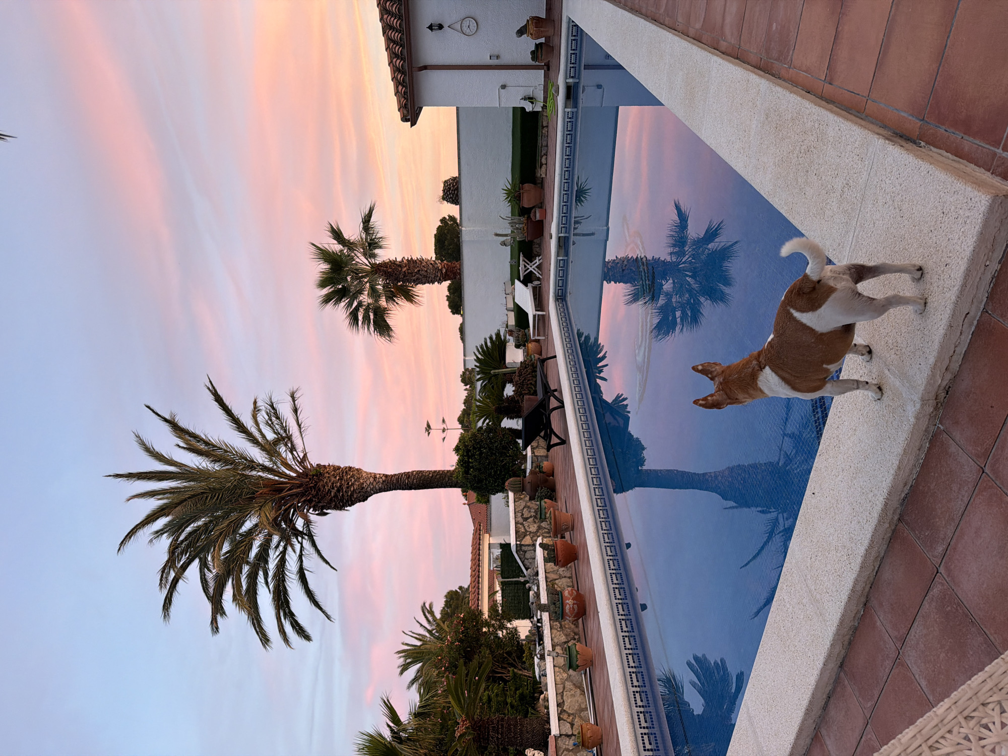 The image depicts a residential scene in Mont-roig del Camp, Spain, at sunset. The sky features a blend of pink, orange, and blue hues, suggesting a peaceful evening. Two palm trees are prominent, one larger and closer to the viewer. A dog stands at the edge of a swimming pool, reflecting the sky and palm trees. The pool is bordered with light-colored stone, and the surrounding area is paved with red tiles. A white building with a tiled roof is visible in the background. Potted plants are arranged along the edge of the property, and a white bench sits near the pool.